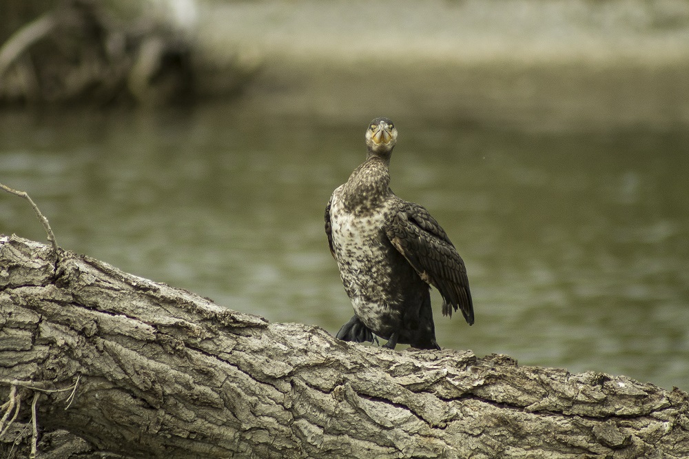 Cormorant - Oasis of the nerve