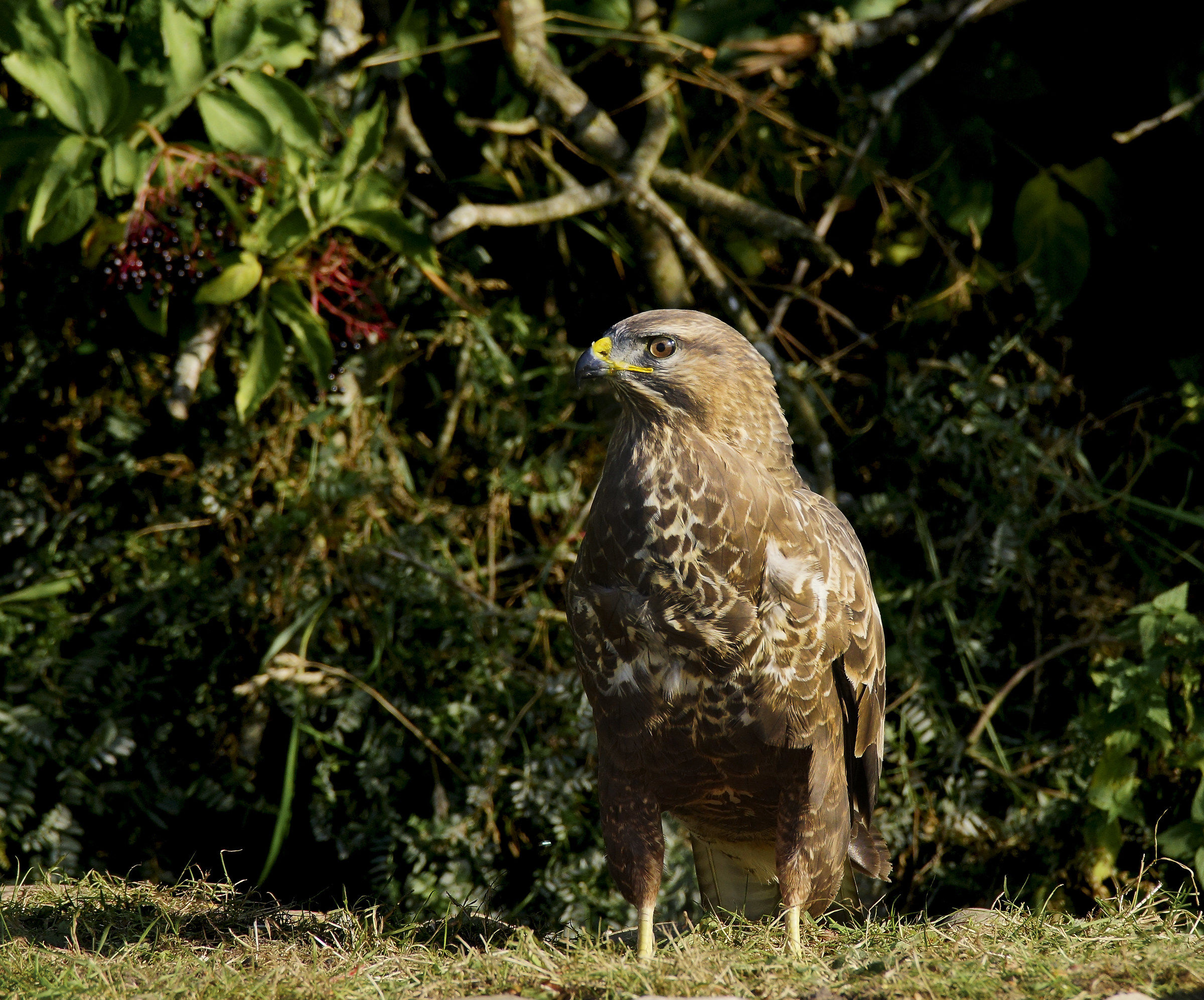 Buzzard
