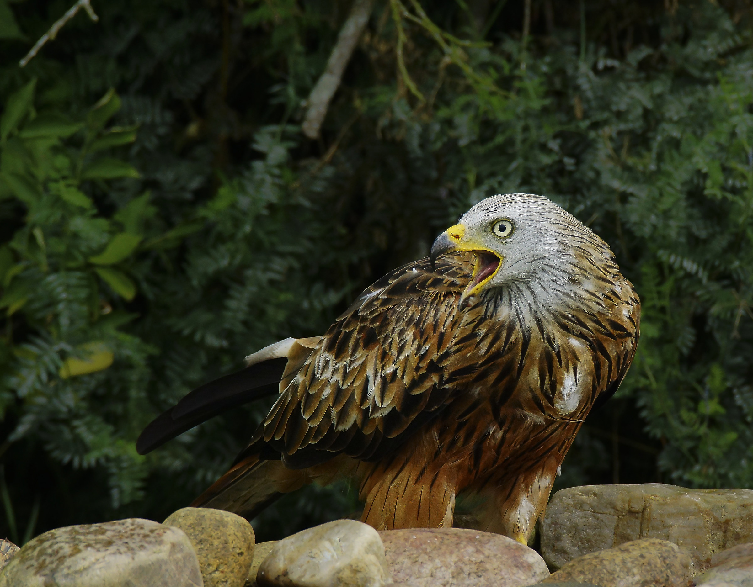 Red Kite