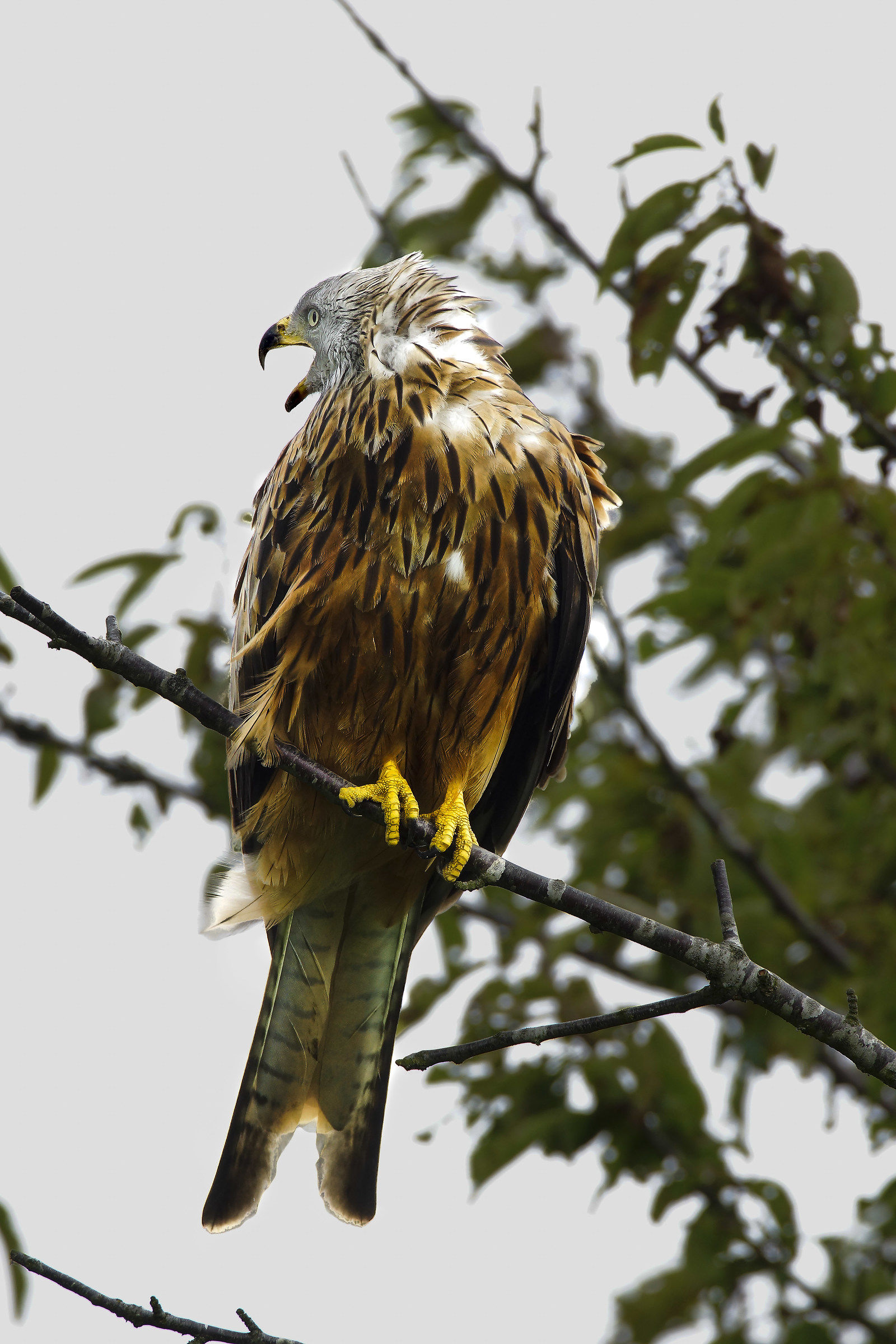 Red Kite