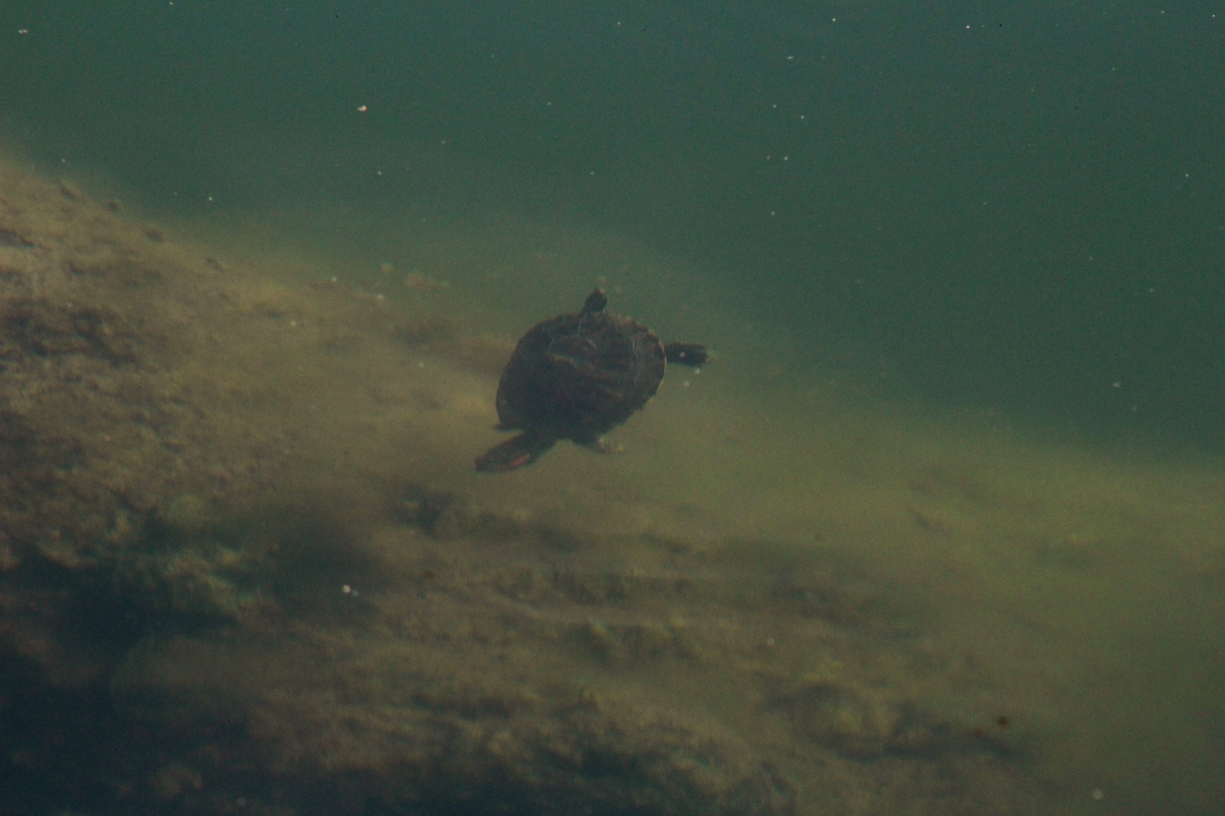 Tartaruga in immersione