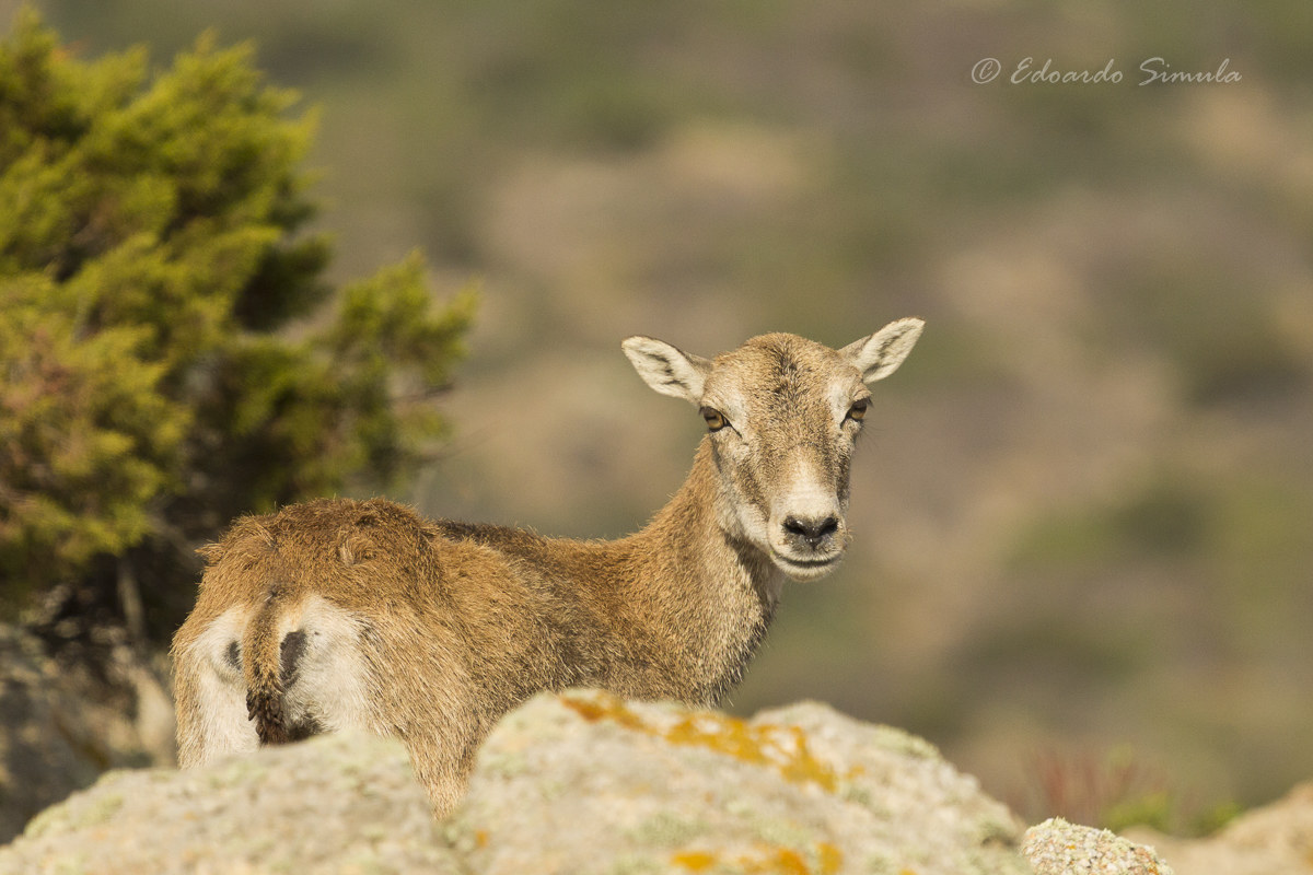 Muflone femmina