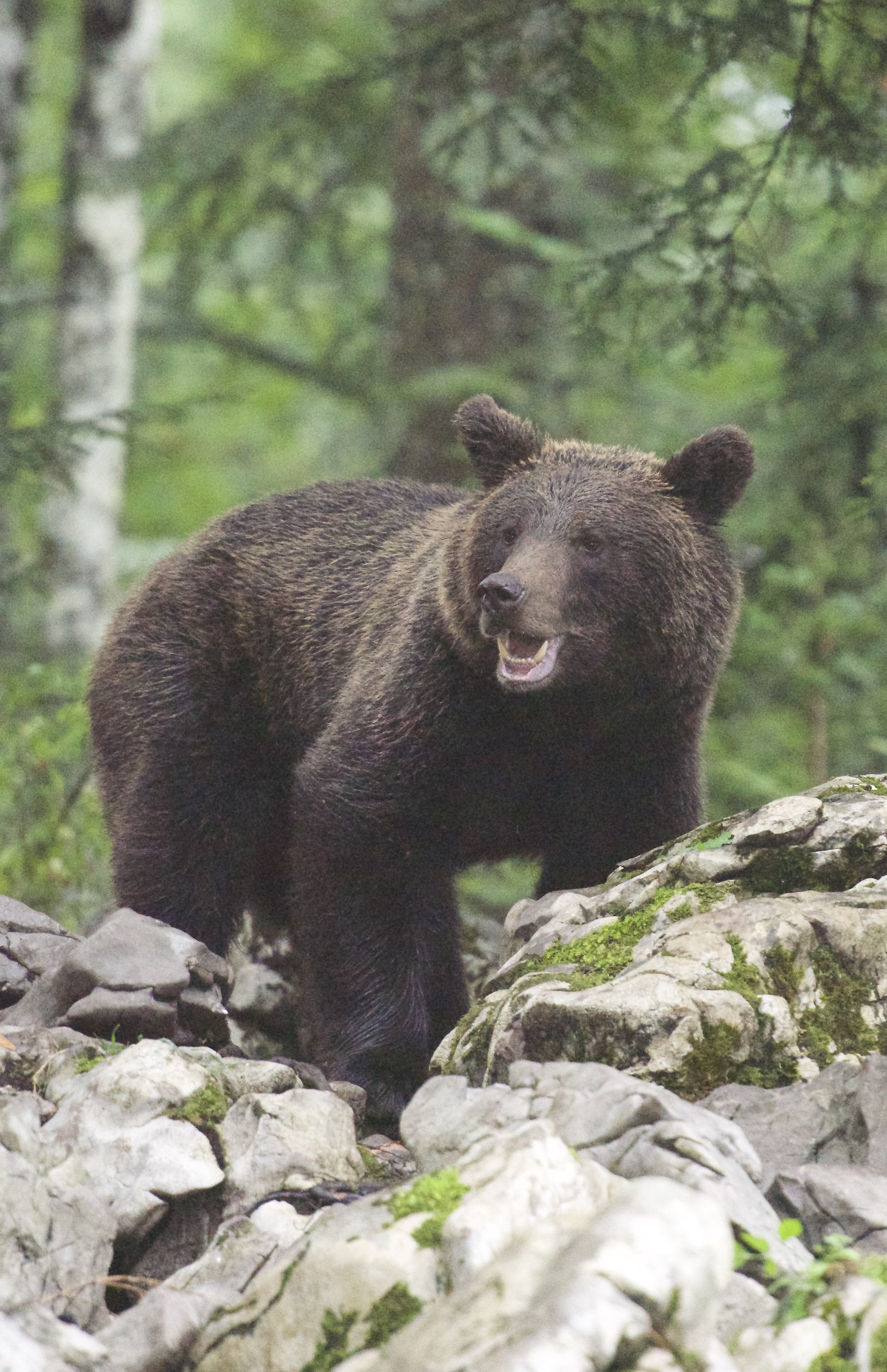 Slovenia "orsetta" di 3/4 anni