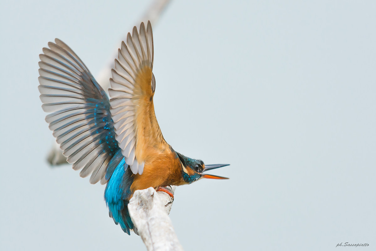 la Martina Arrabbiata
