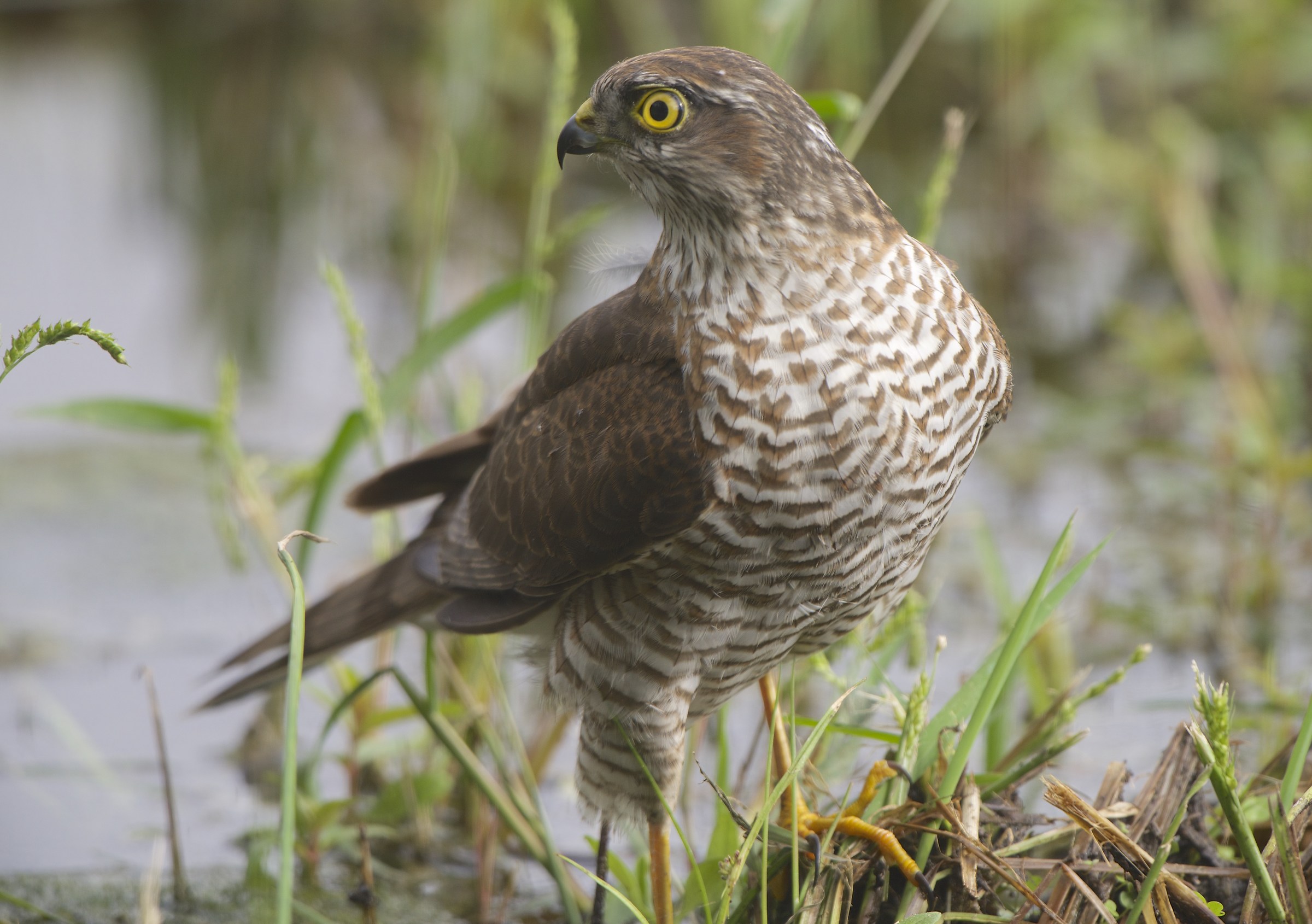 Sparrowhawk on the mirror of water in Cervara