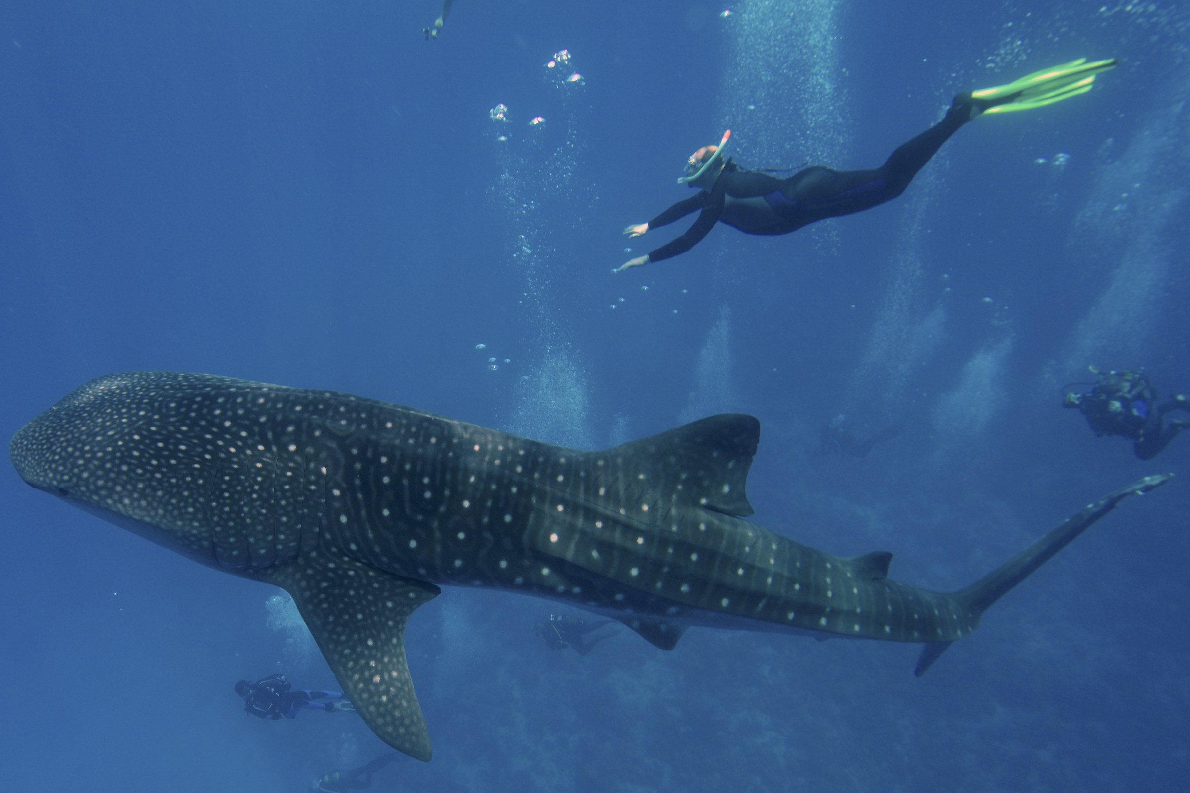 whale shark
