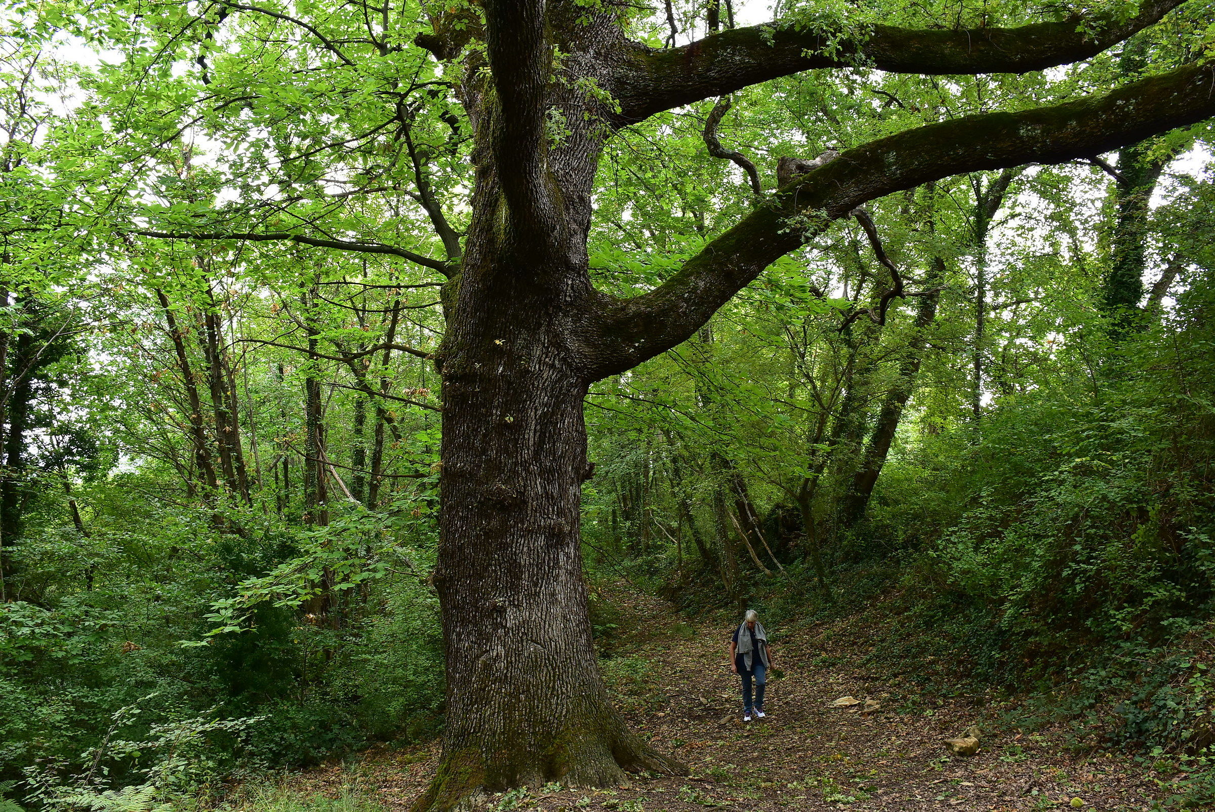 old oak tree in Liguria