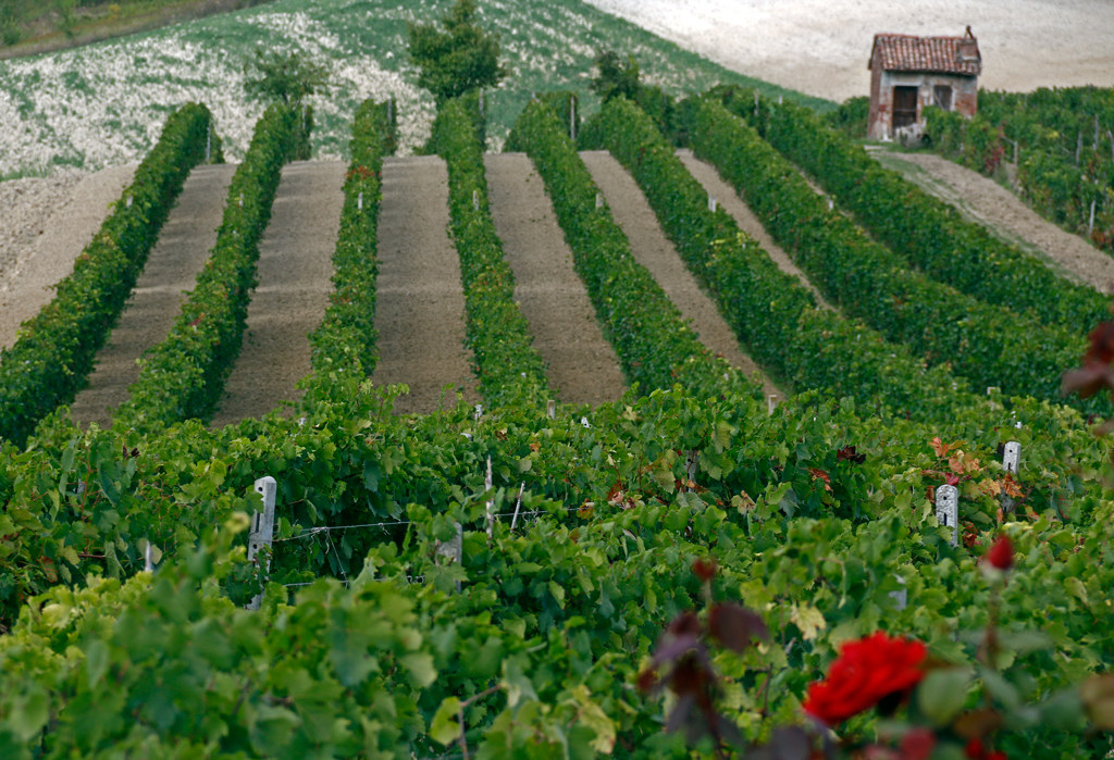 In the countryside of Cellamonte.