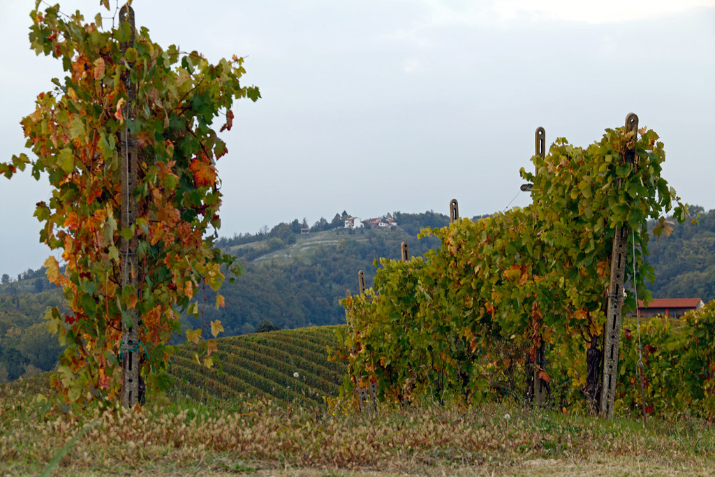 Walking in the countryside of Cellamonte.