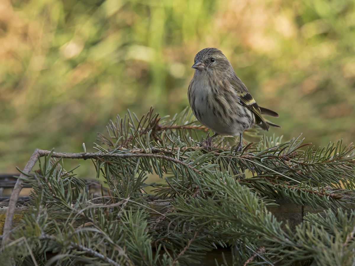 Siskin f.