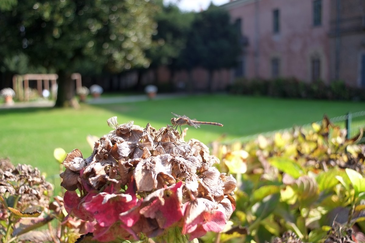 Dragonfly passing ...