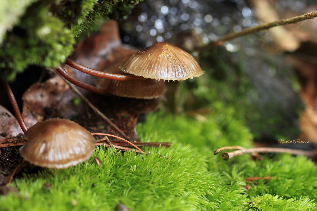 the secrets of the forest ...