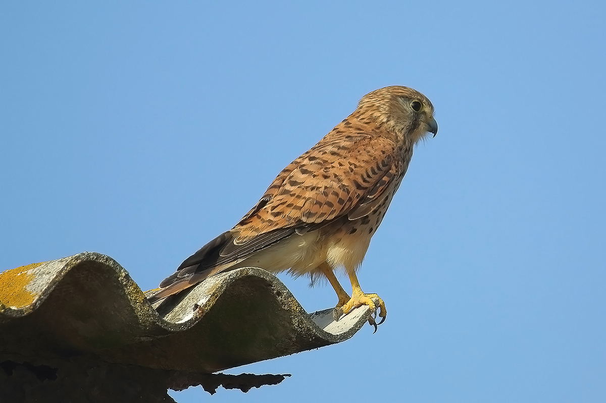 kestrel