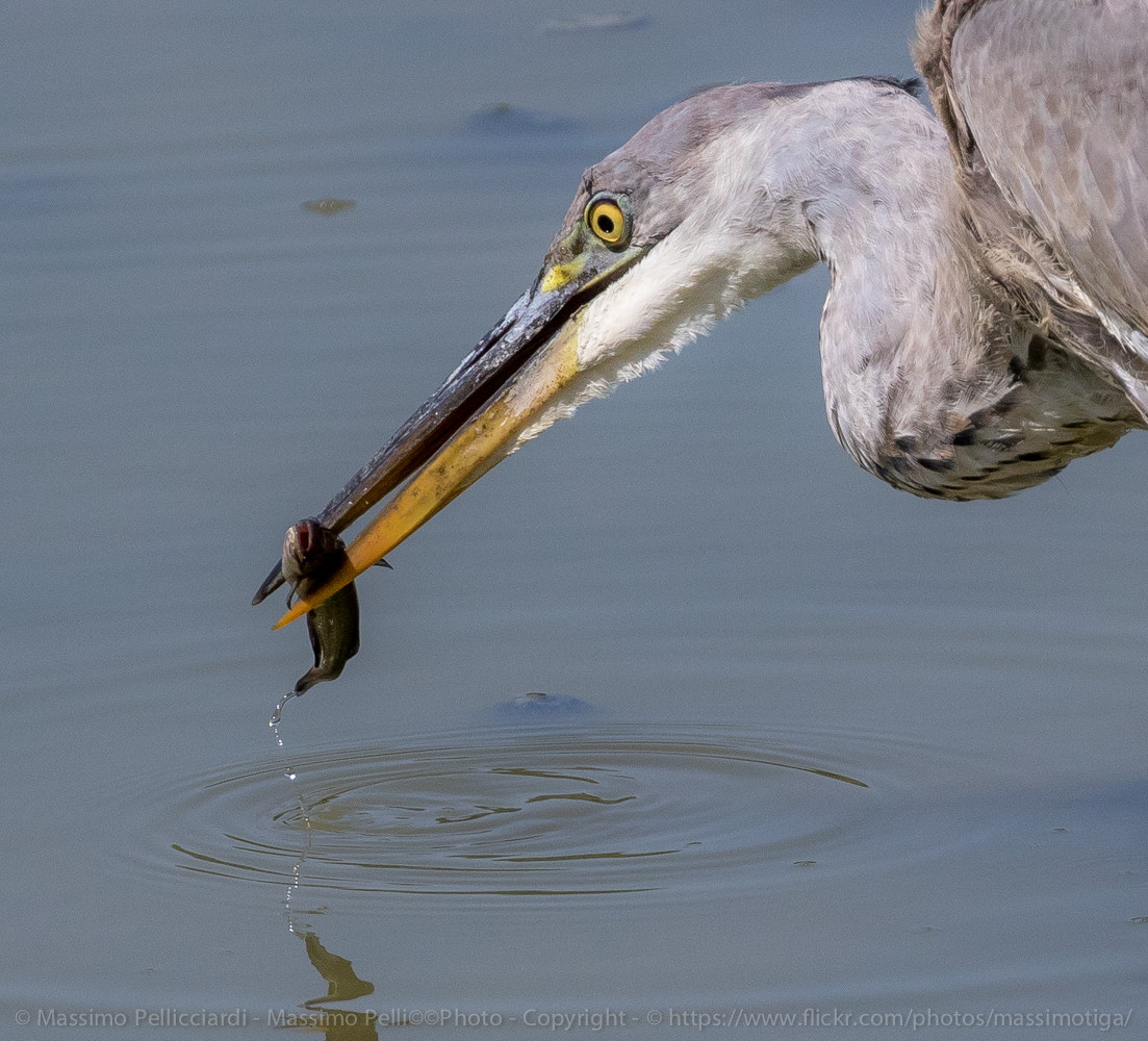 Dettaglio pescegatto