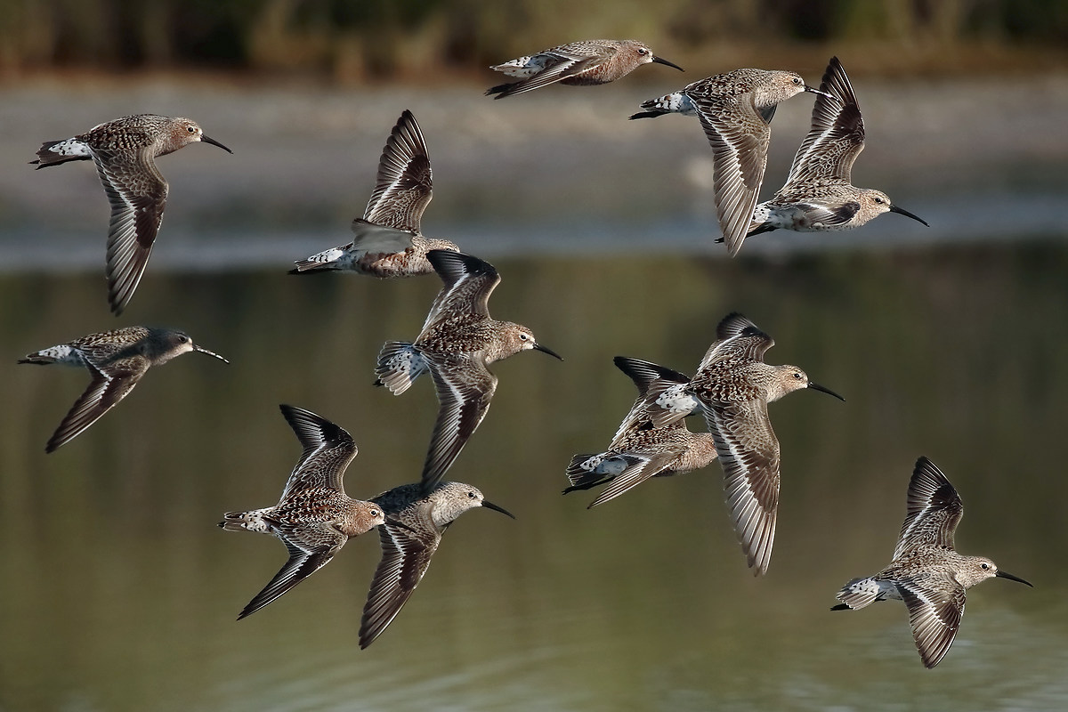 Common sandpipers in flight