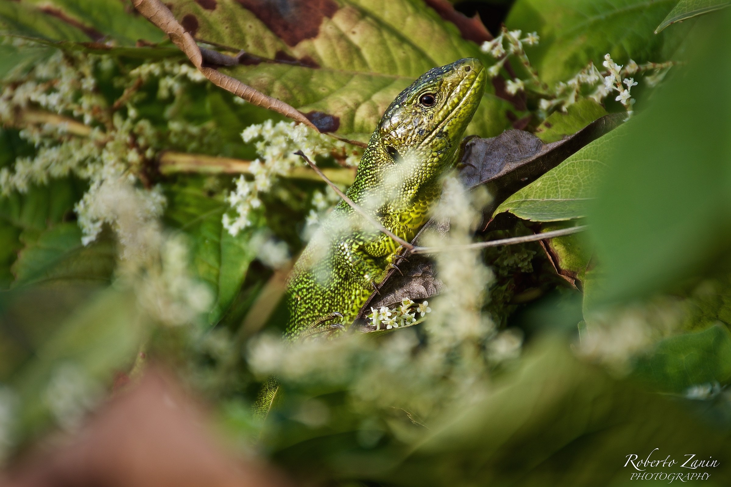 Green lizard
