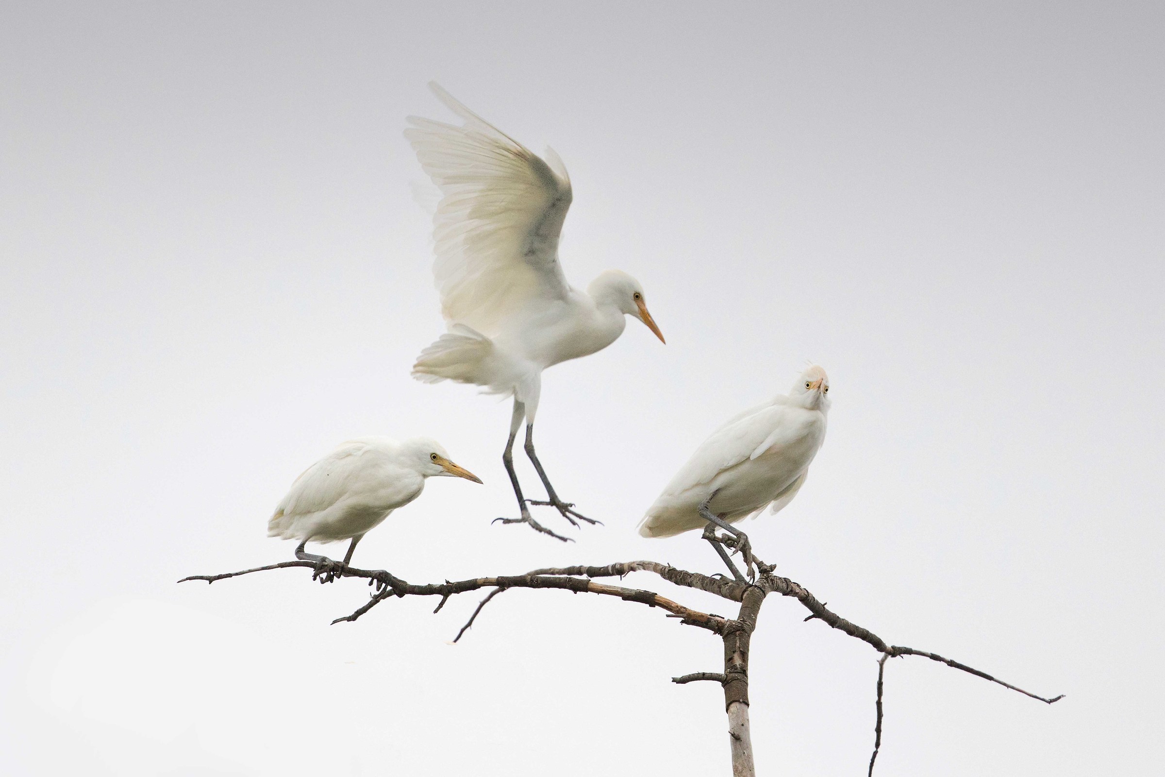 egrets