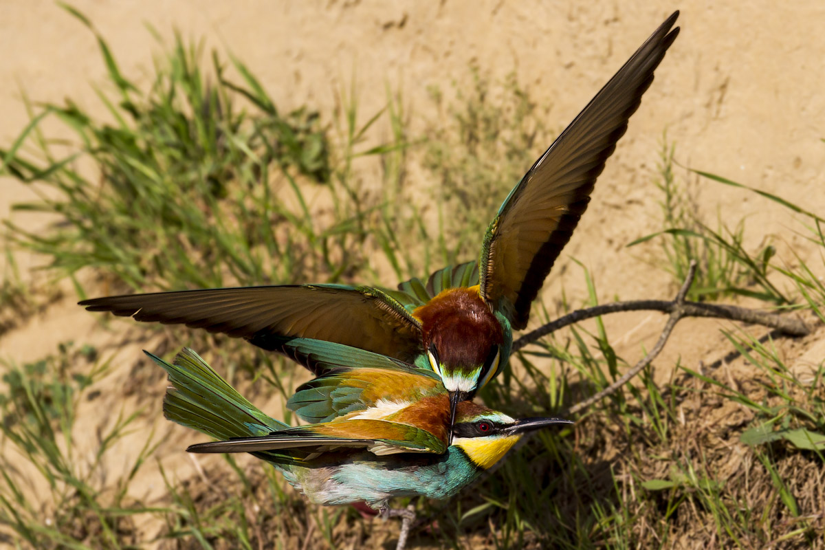 Bee-eaters - Peccioli 2012