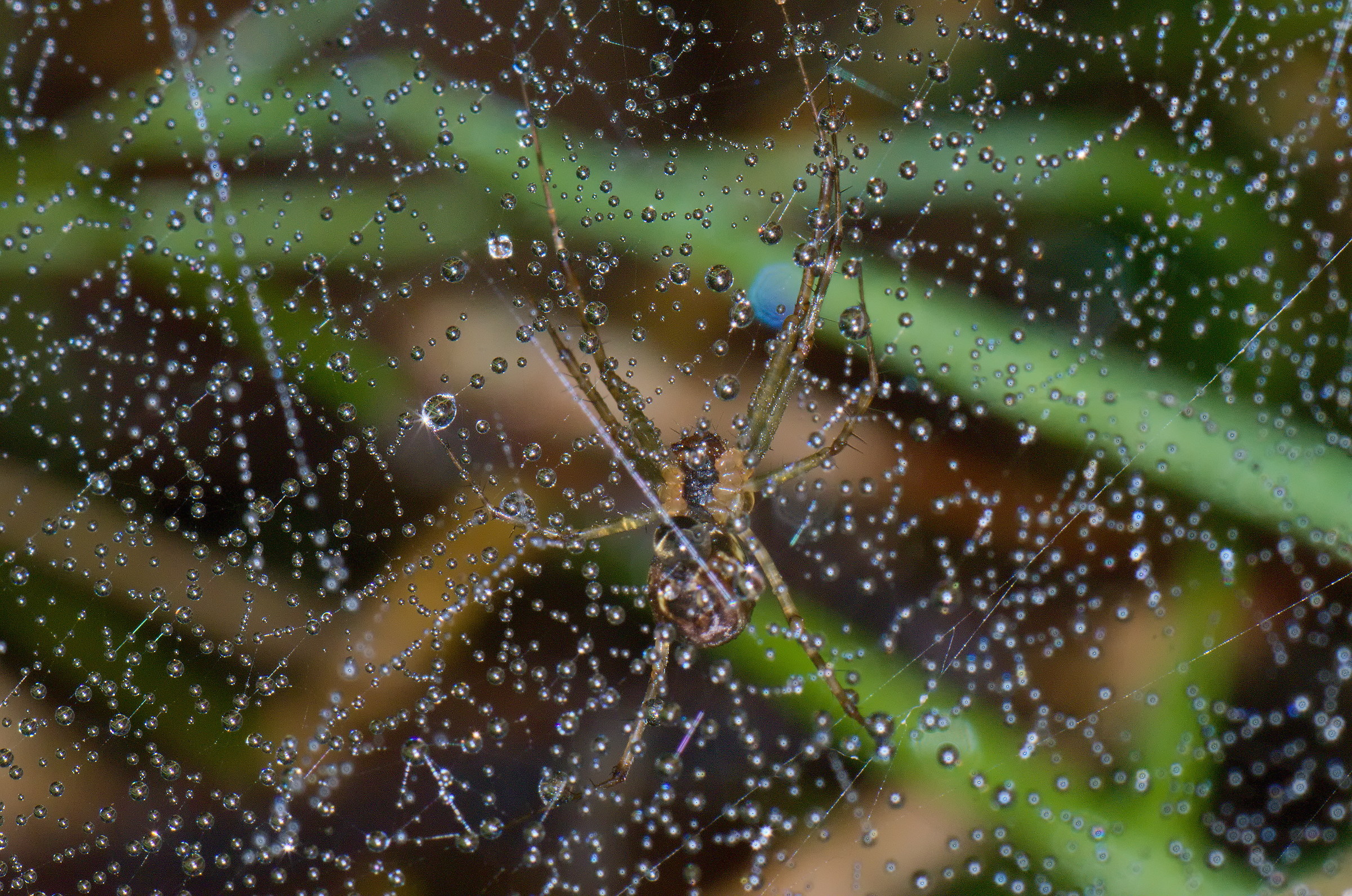 Dew on spider web