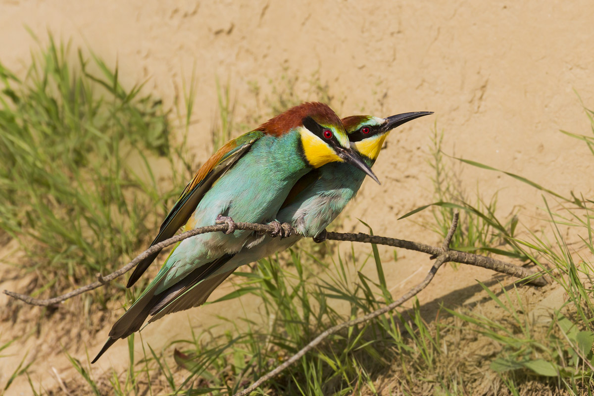 Bee-eaters - Peccioli 2012