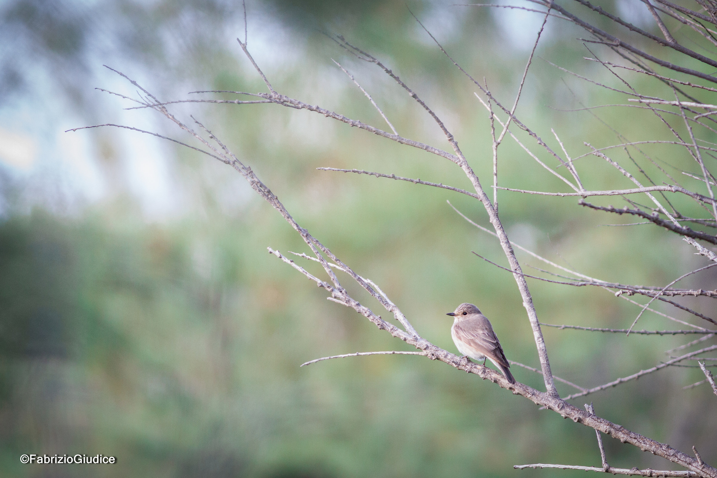 Flycatcher - Muscicapa striata