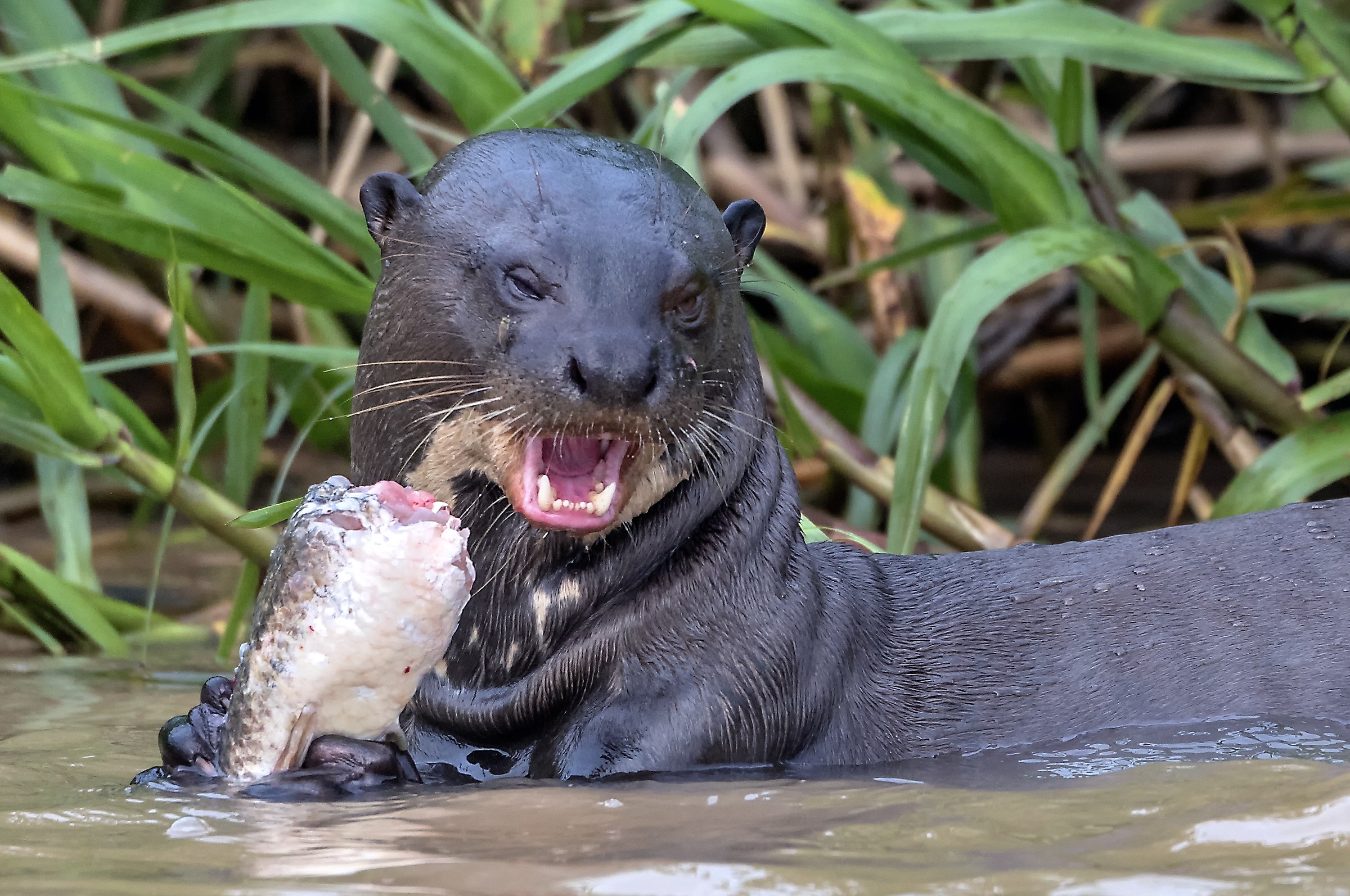 Pantanal 2015 - Un tipo poco raccomandabile
