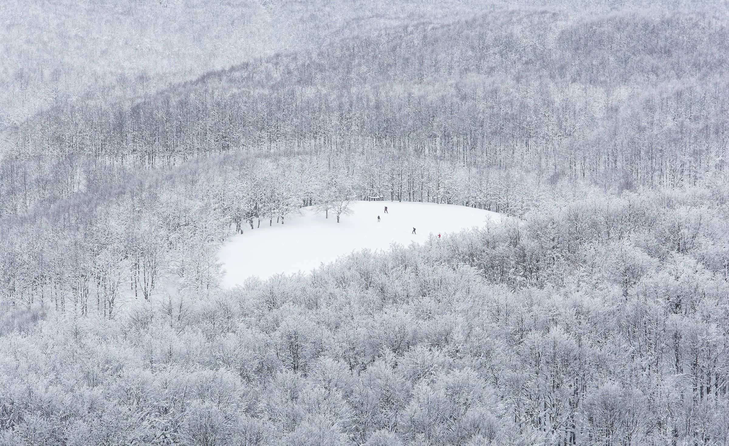 Solitudine nel bosco