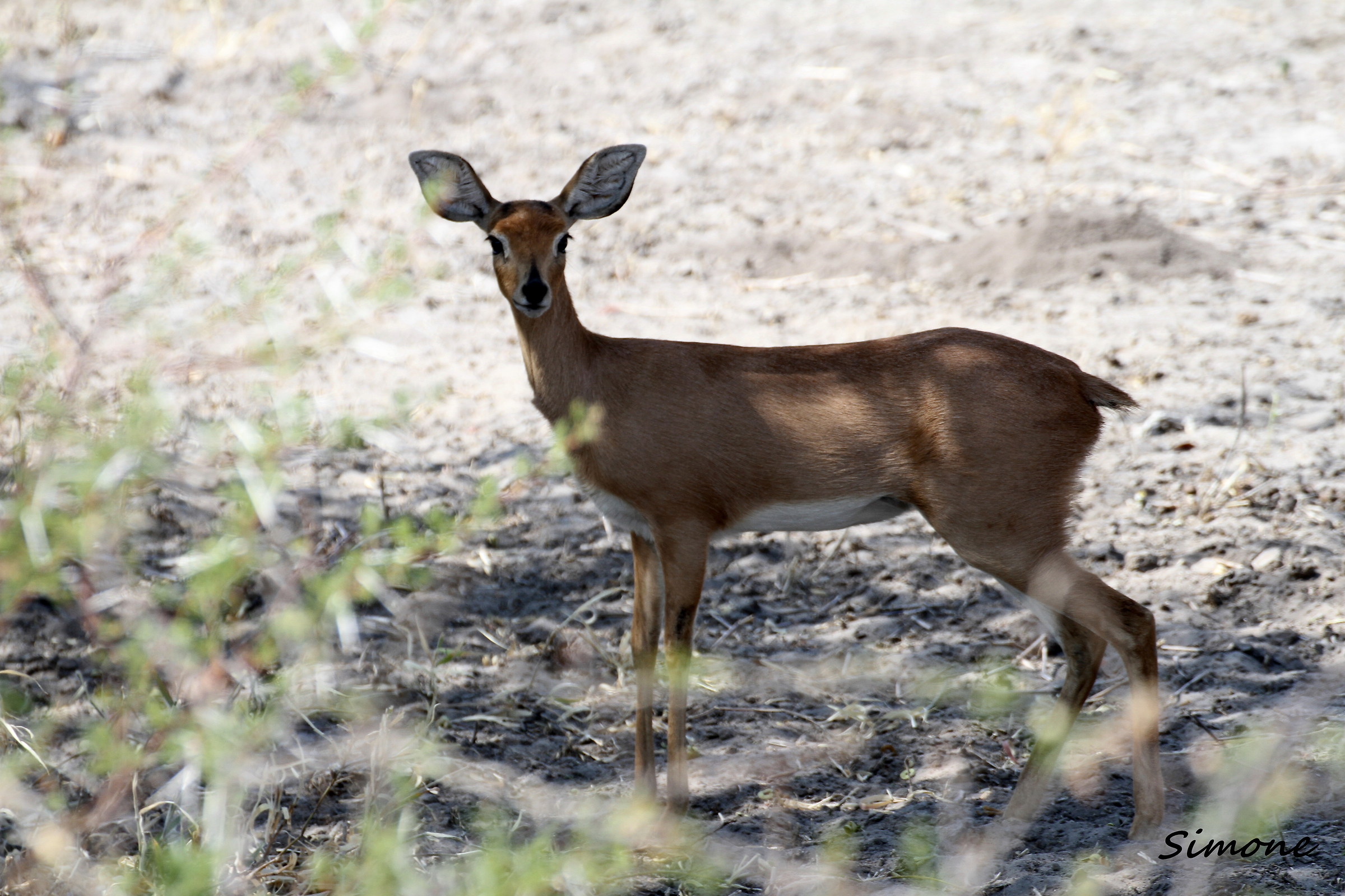 red dik-dik (steenbok)
