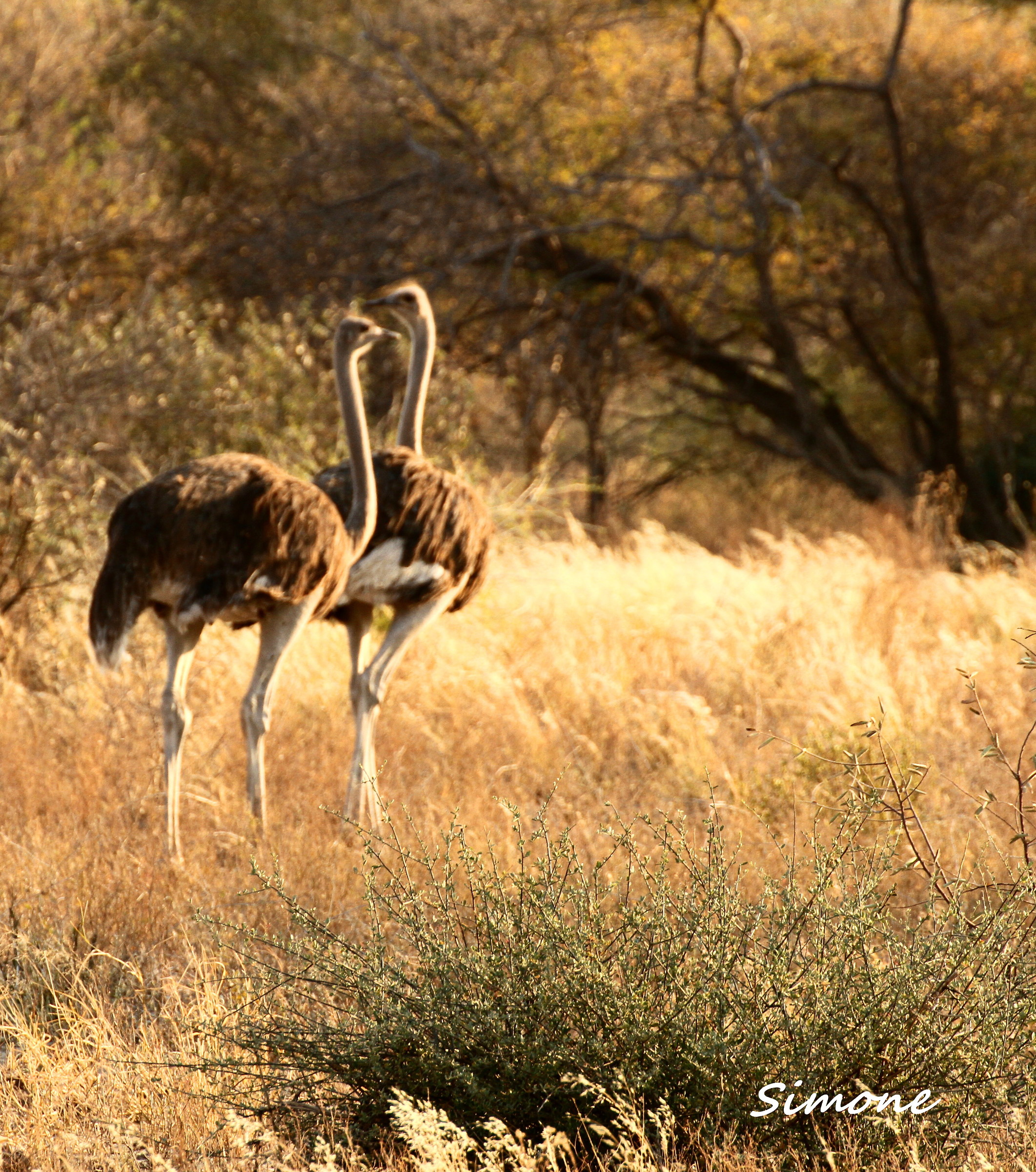 Ostriches in the Central Kalahari