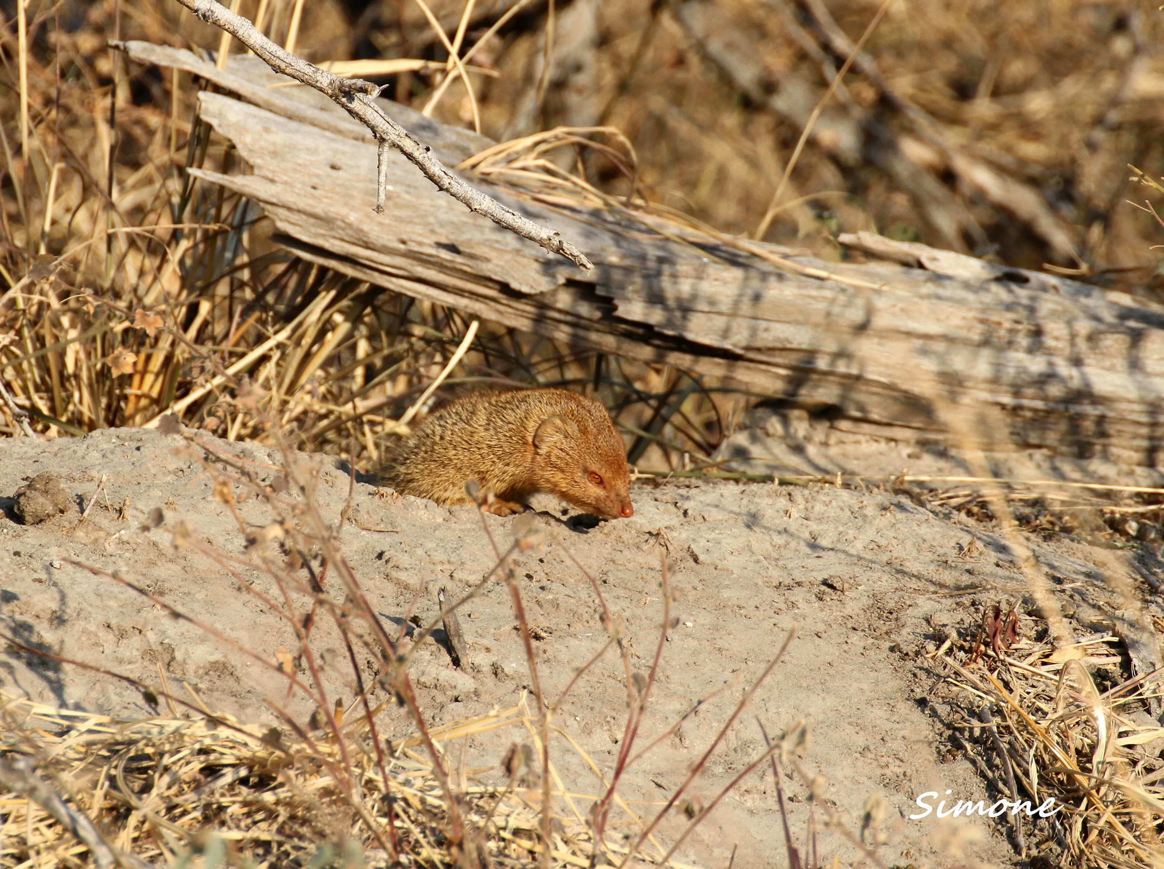 Selous mongoose