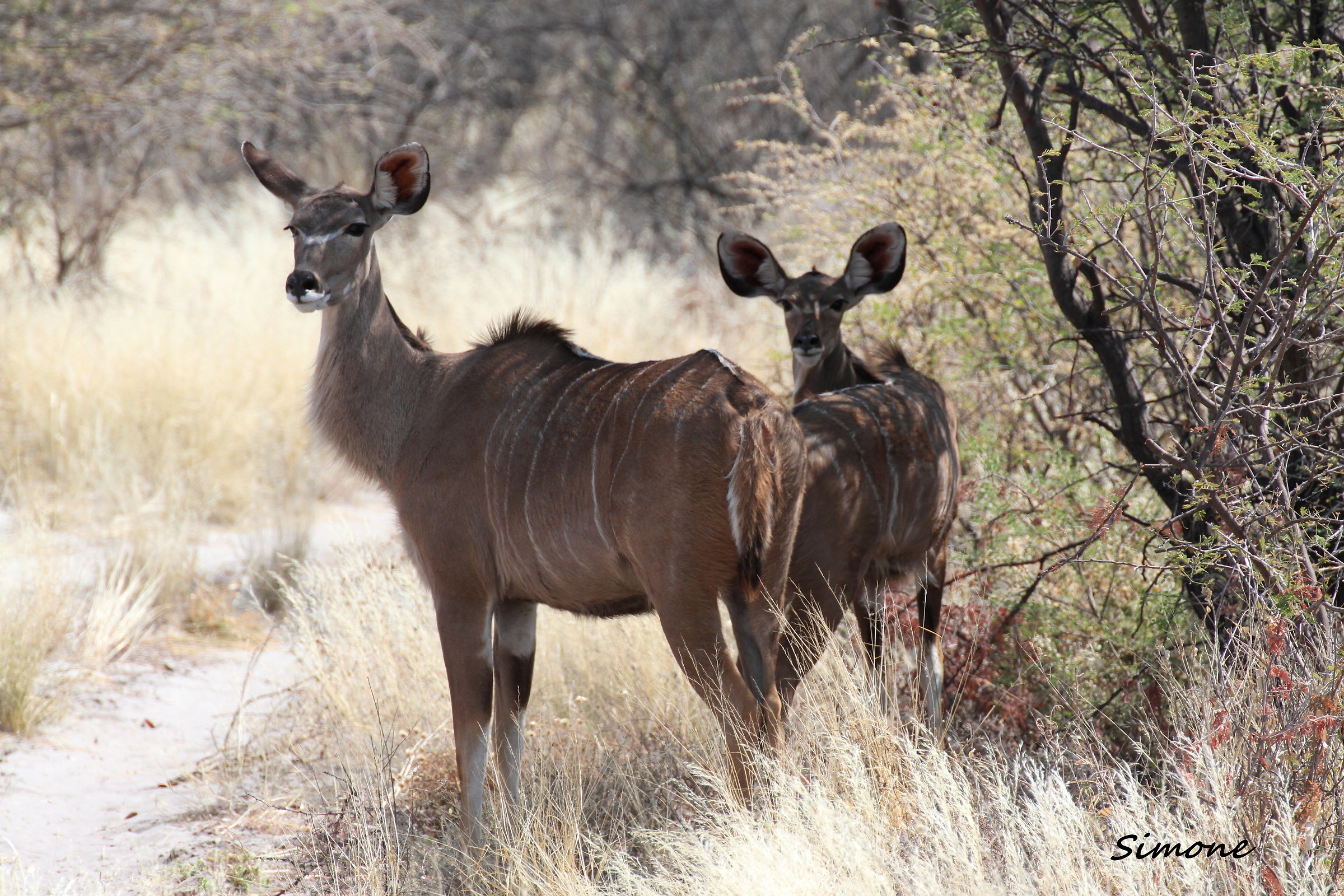 Female Kudu
