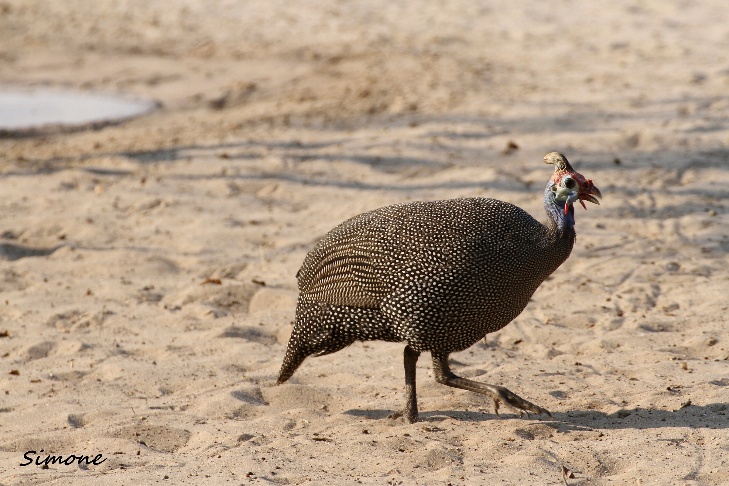 Guinea fowl mitrata
