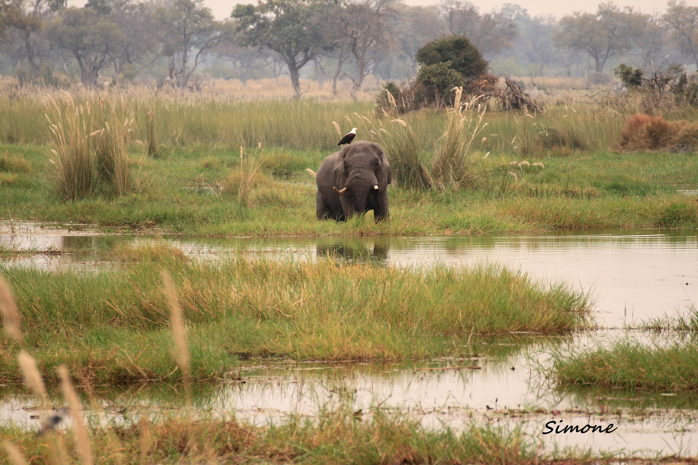 Okavango Delta