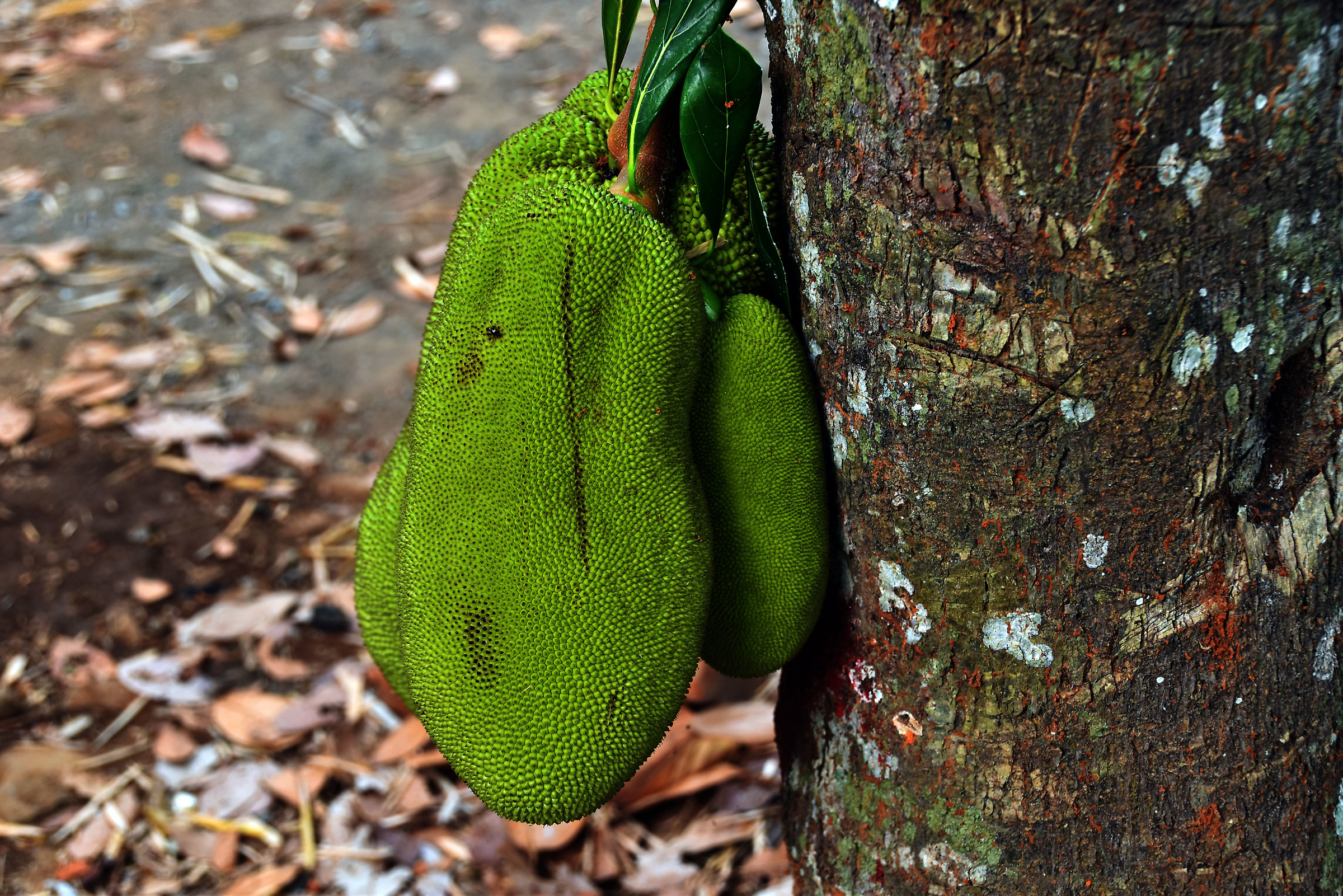 Frutta del Jack (heterophyllus)