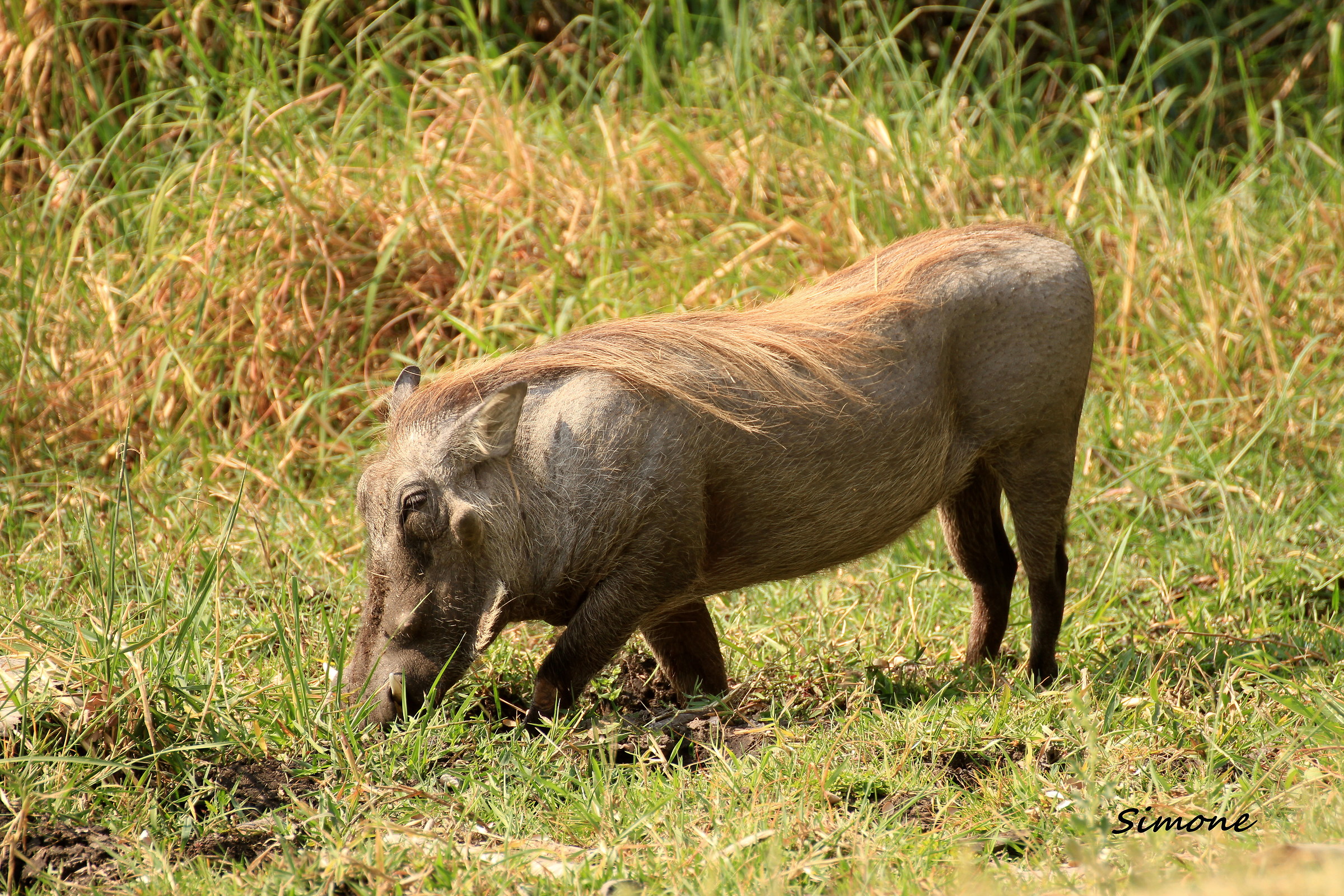 Warthog