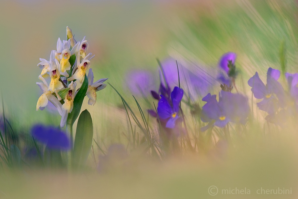 Dactylorhiza sambucina