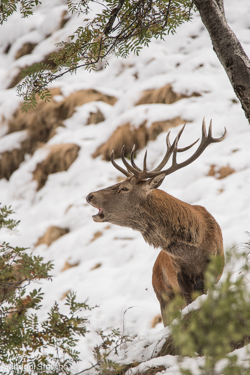Profilo di un Bramito