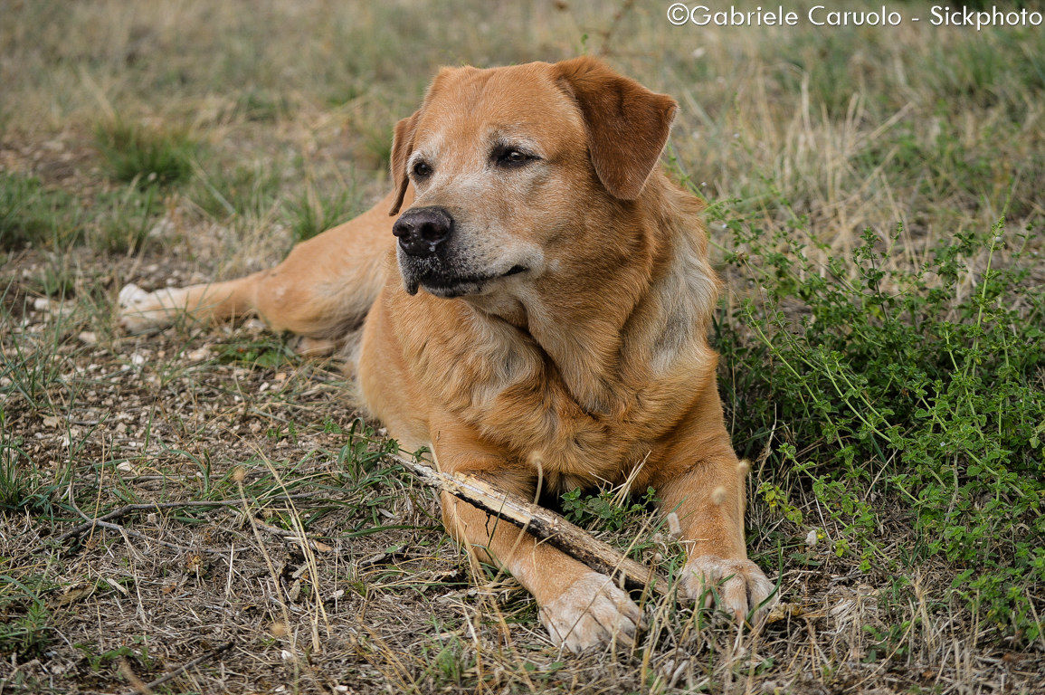 Labrador nella murgia pugliese