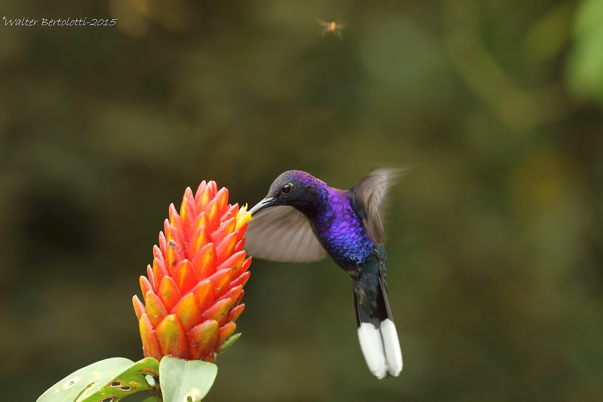 violet Sabrewing (Campylopterus hemileucurus)