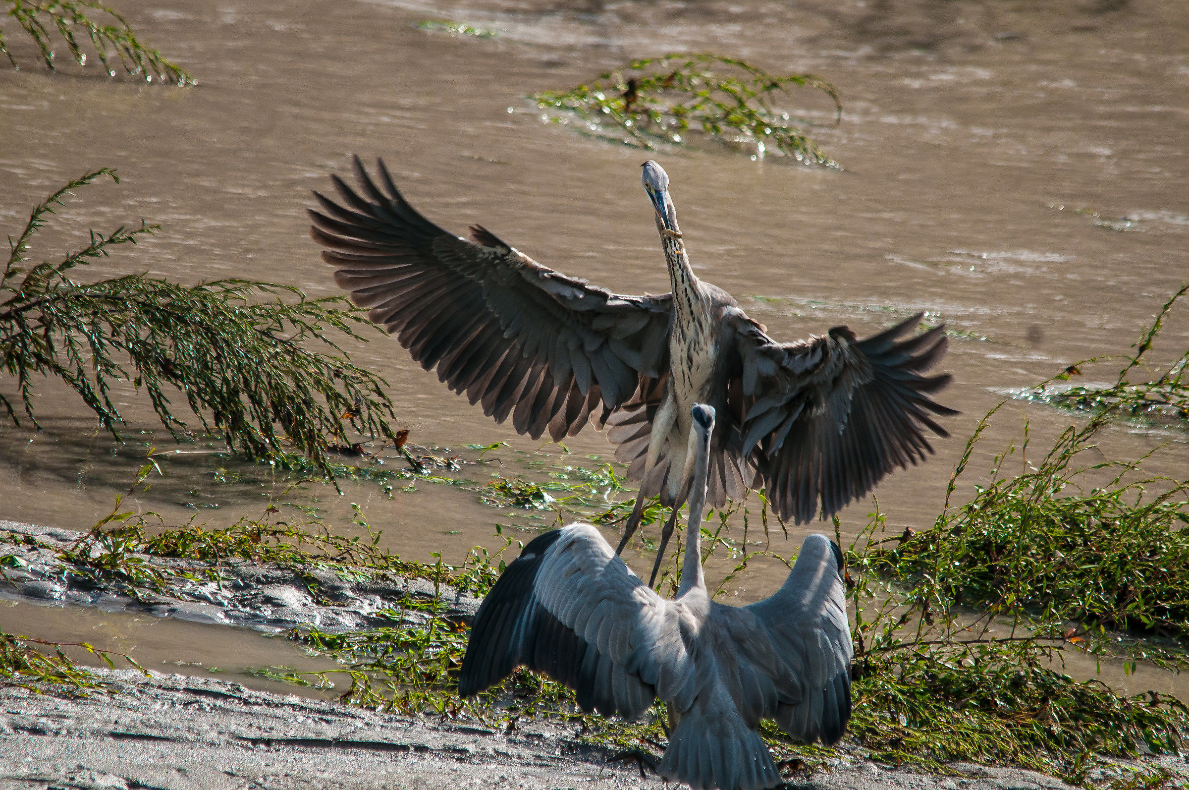 herons fighting