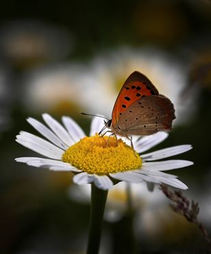 Lycaena phlaeas