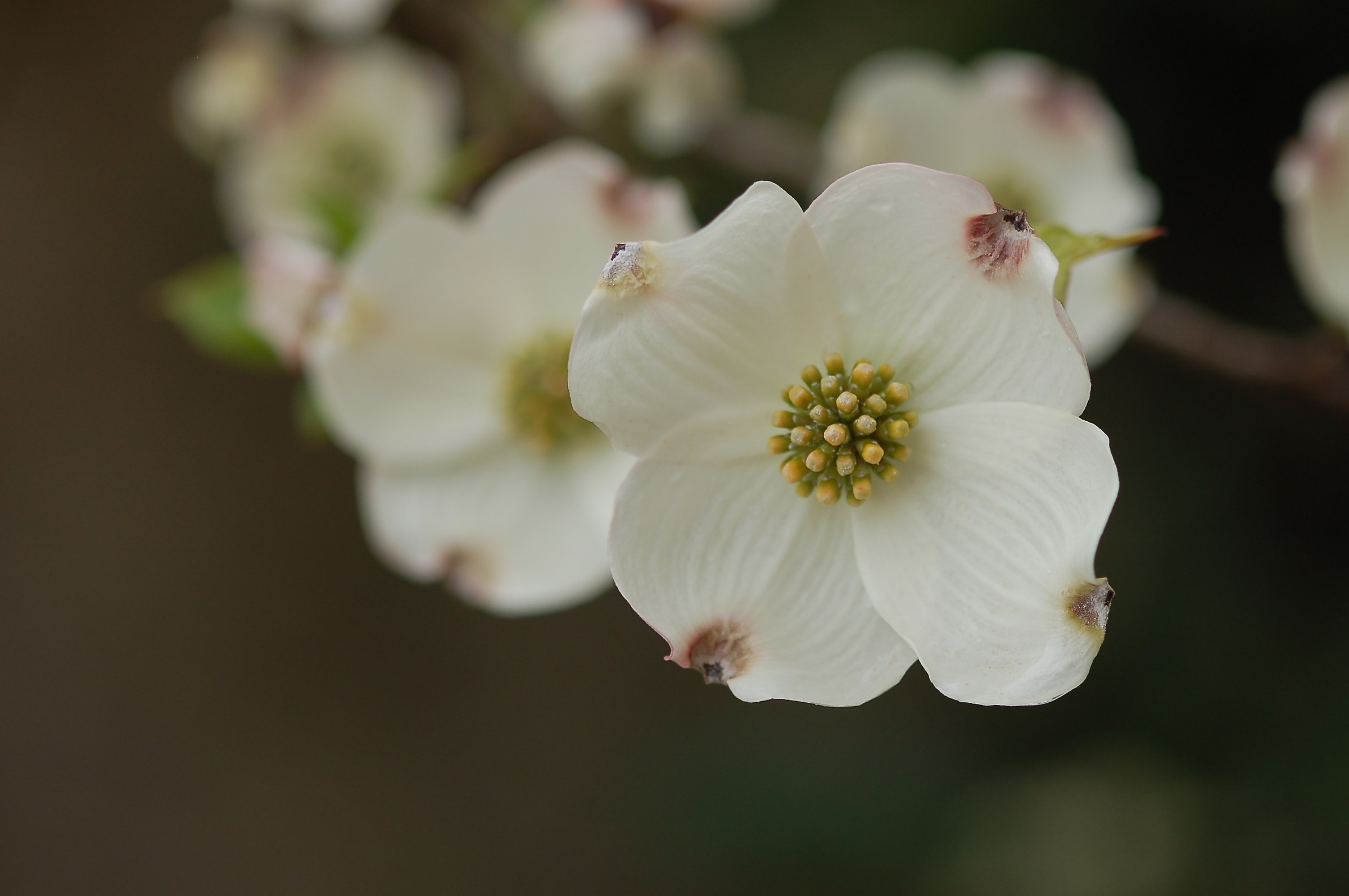 Tralcio di Cornus Florida
