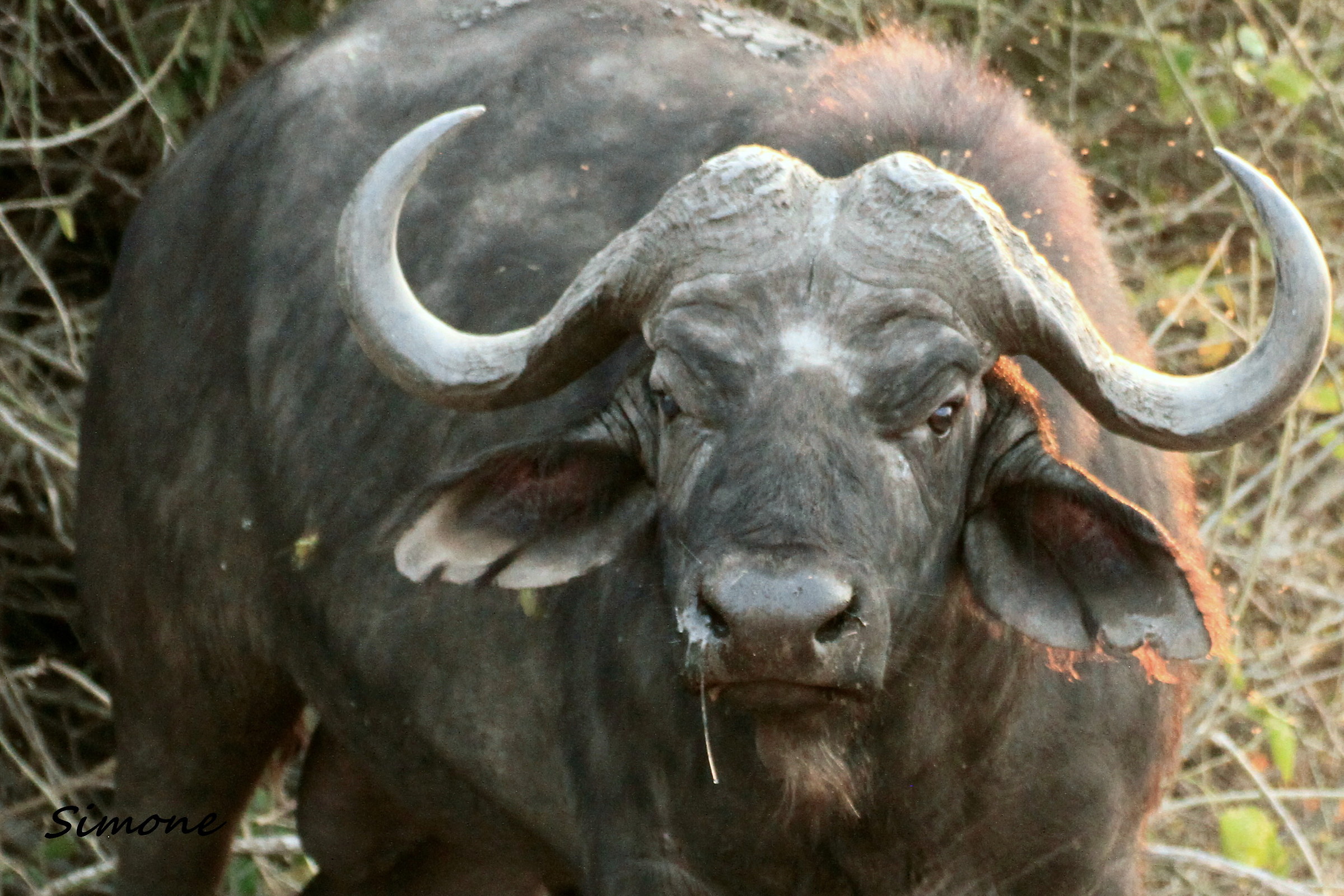 Bufalo nero africano