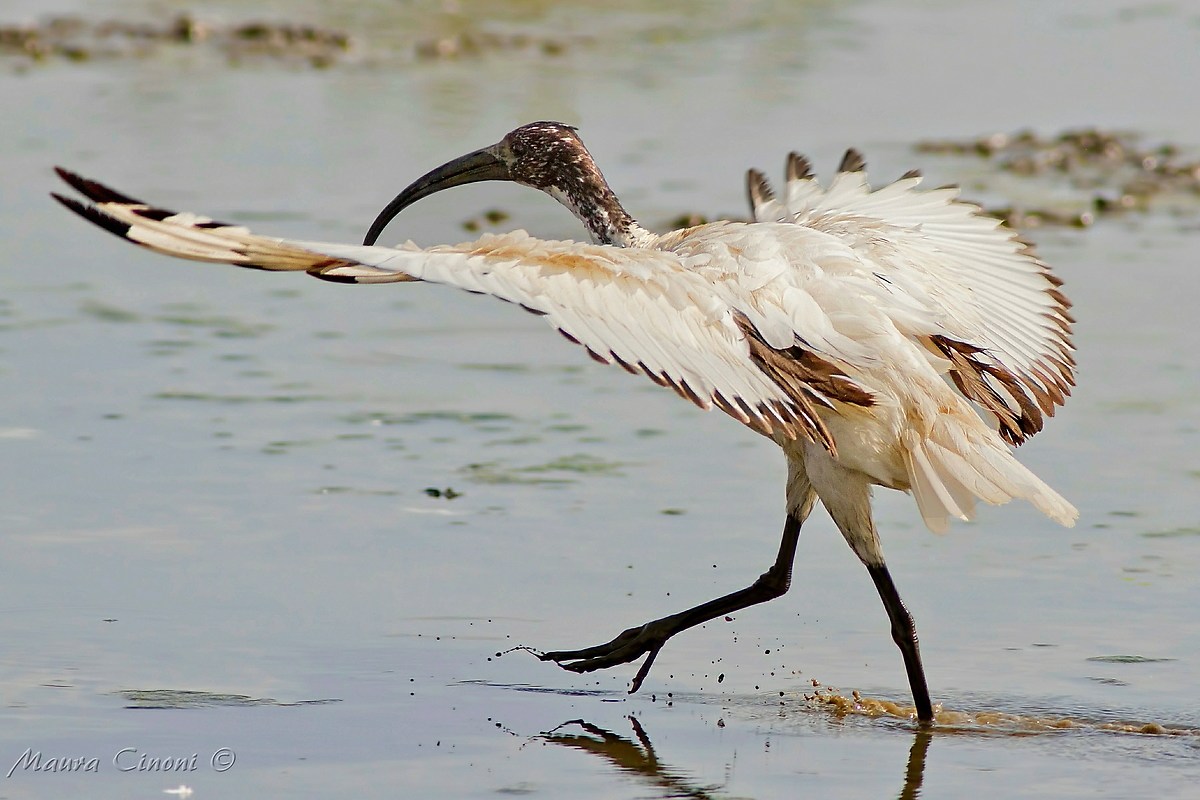Sacred Ibis