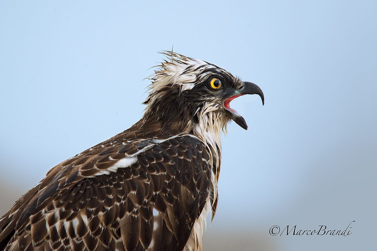 The cry of the Fisherman
