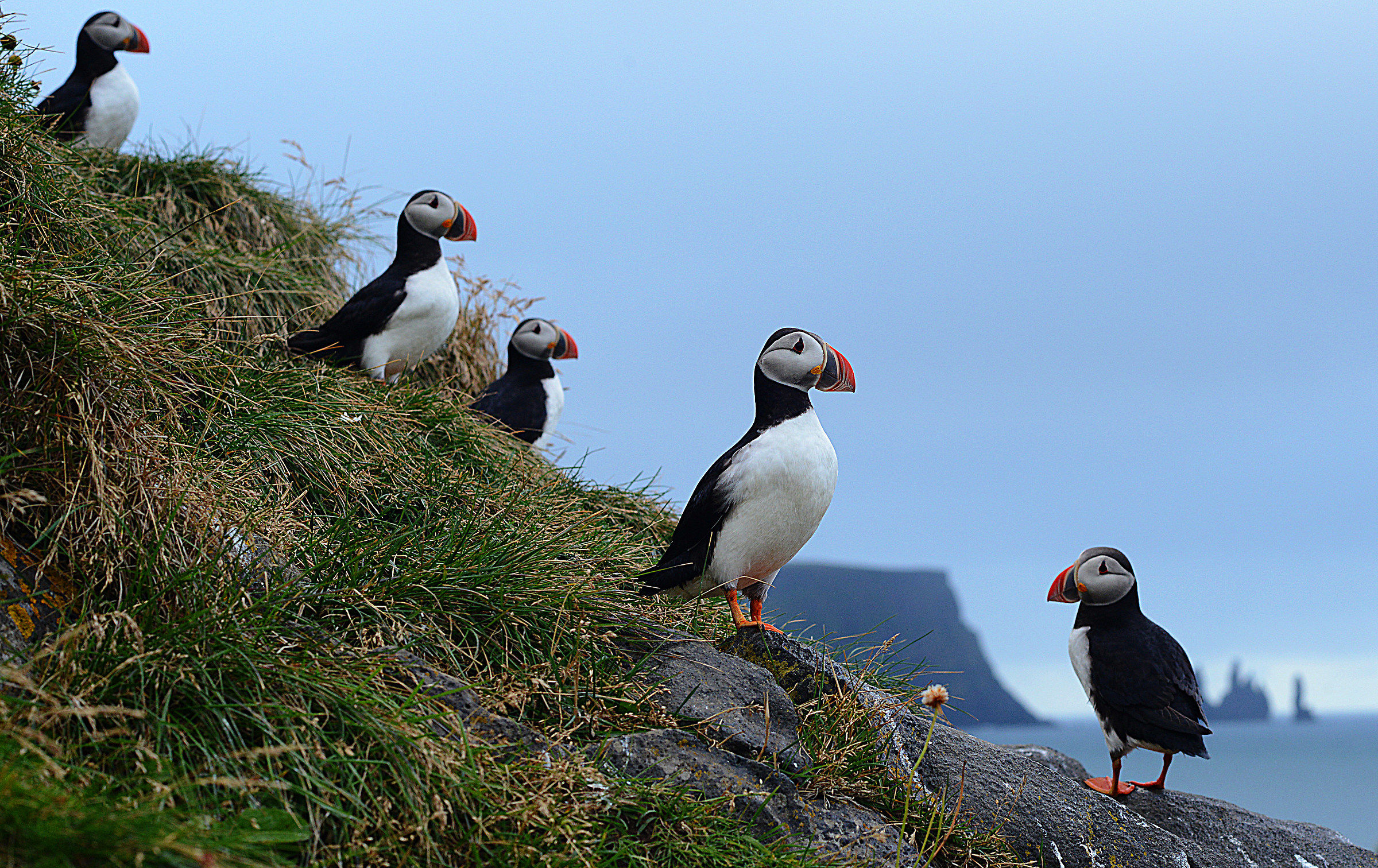puffins