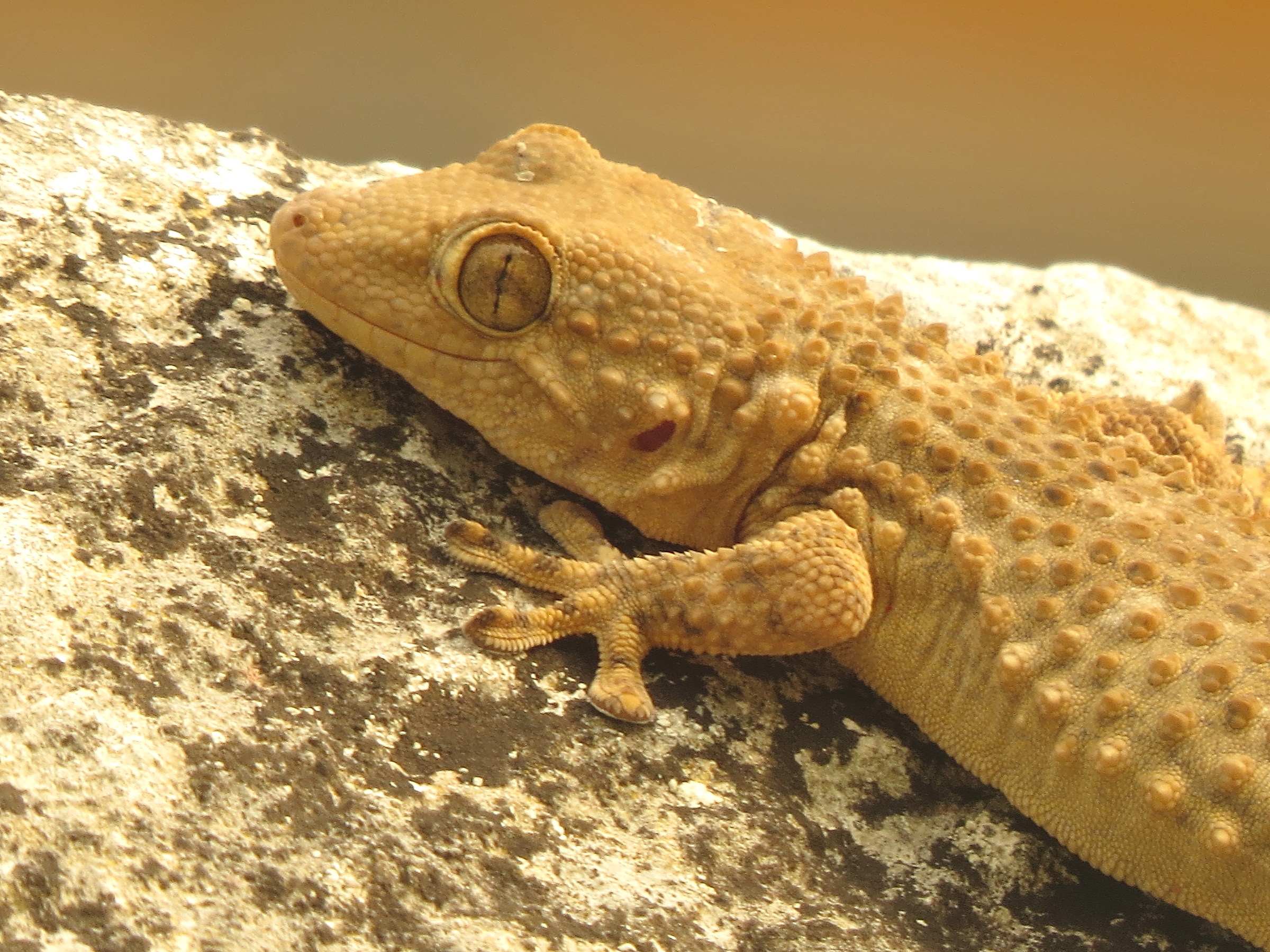 gecko