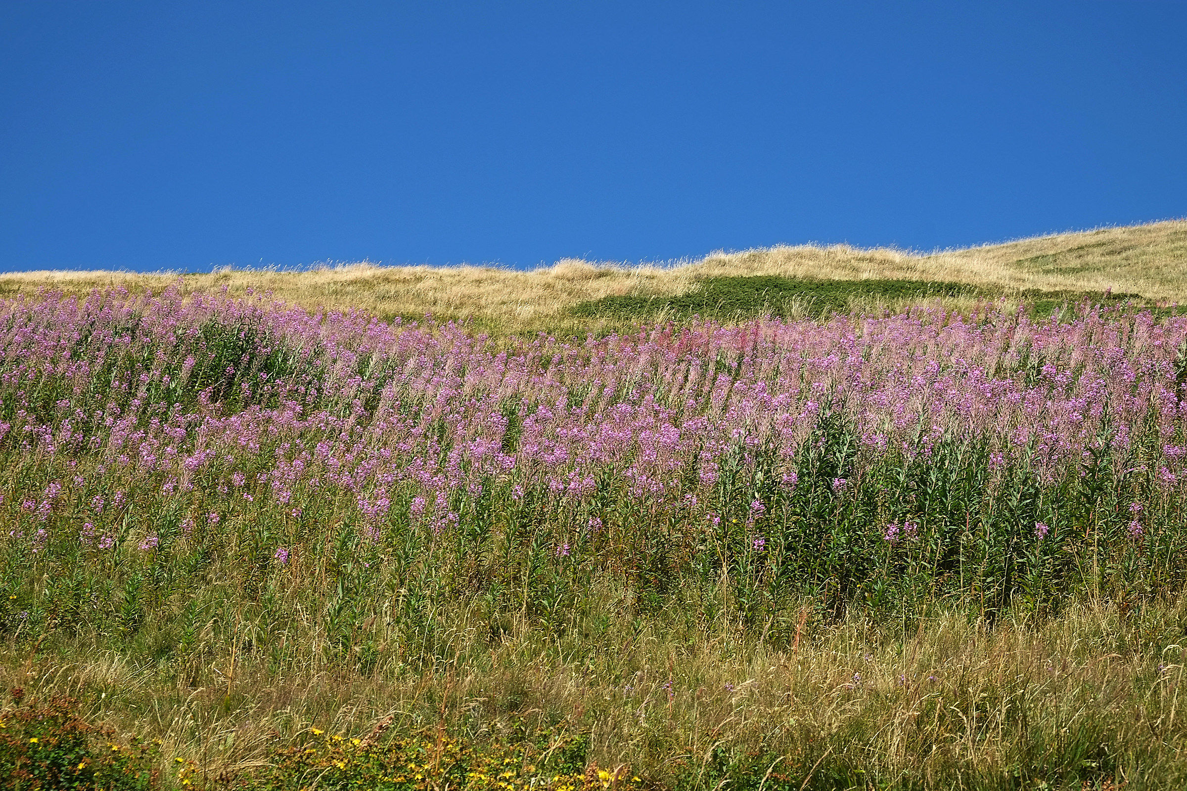 Fioritura di epilobio