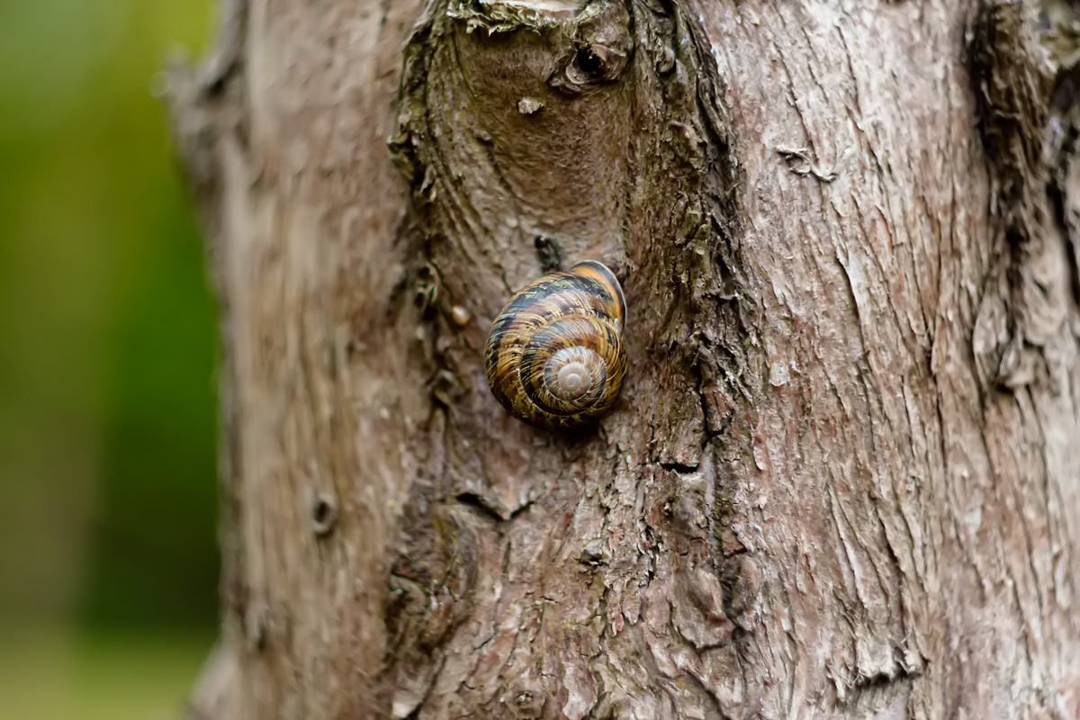 Snail2