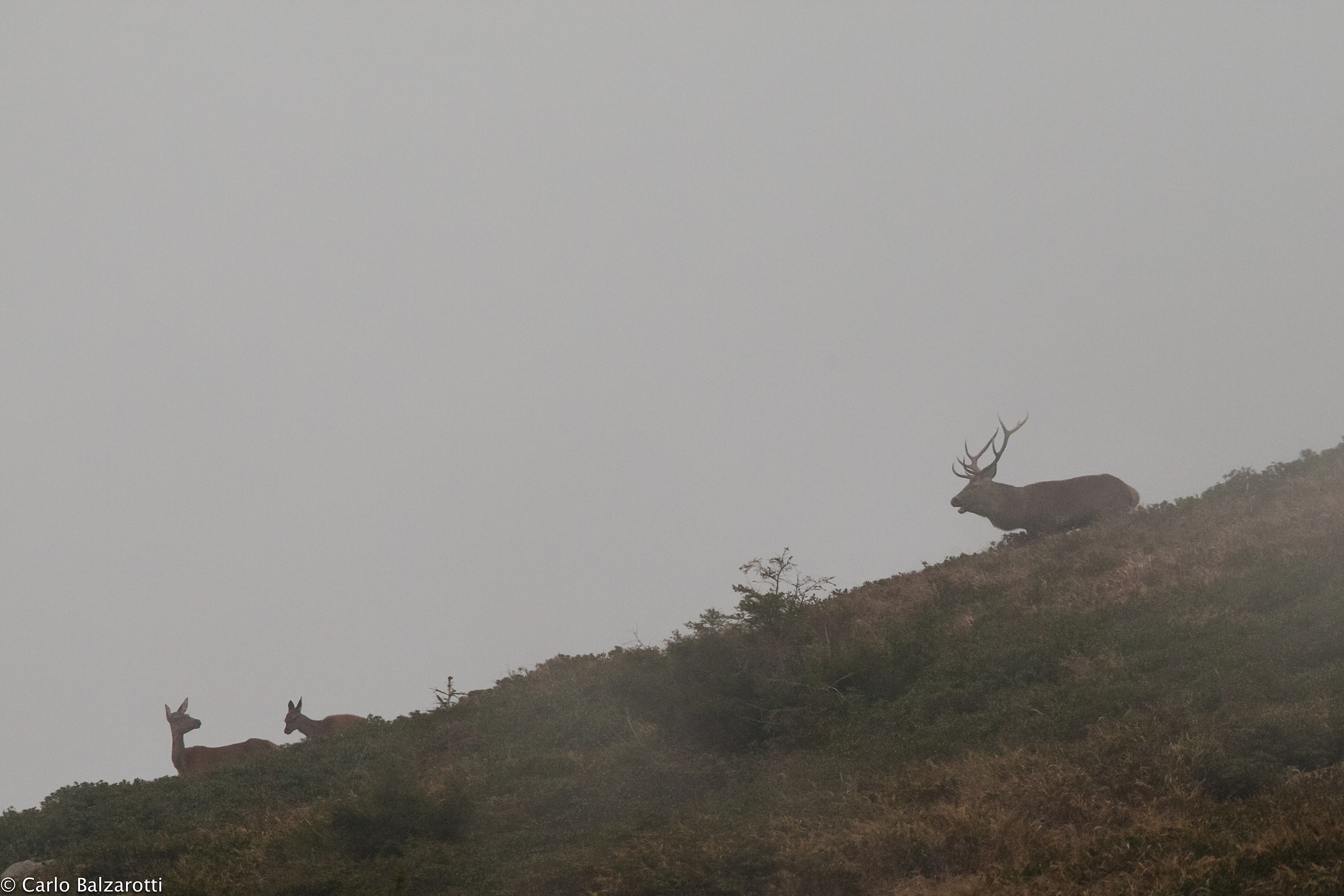 Bramito nella bruma